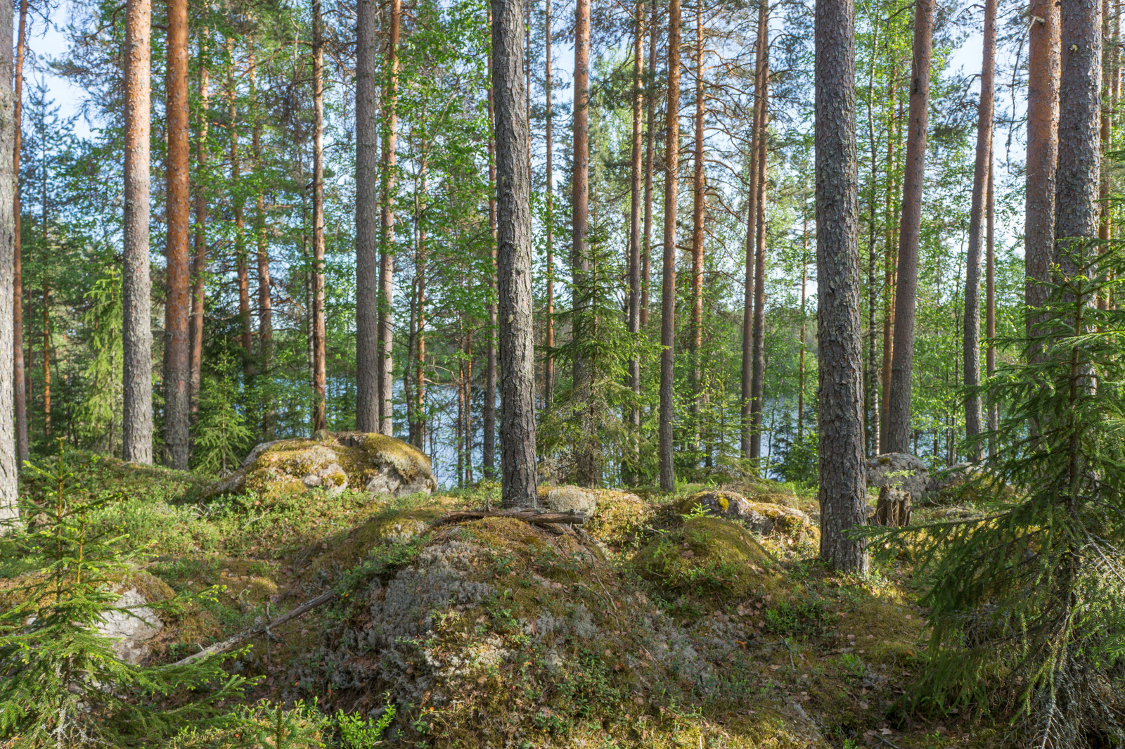 Kesäinen sekametsä kasvaa rinteessä, jossa on sammalpeitteisiä kiviä. Taustalla häämöttää järvi.