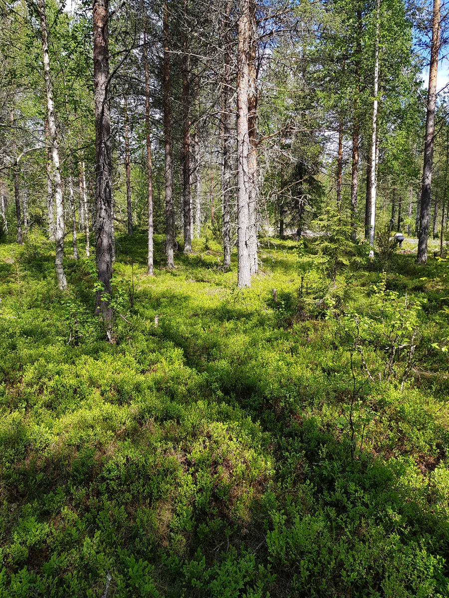 Aurinko paistaa mäntyvaltaiseen sekametsään, jonka aluskasvillisuutena on mustikkaa.