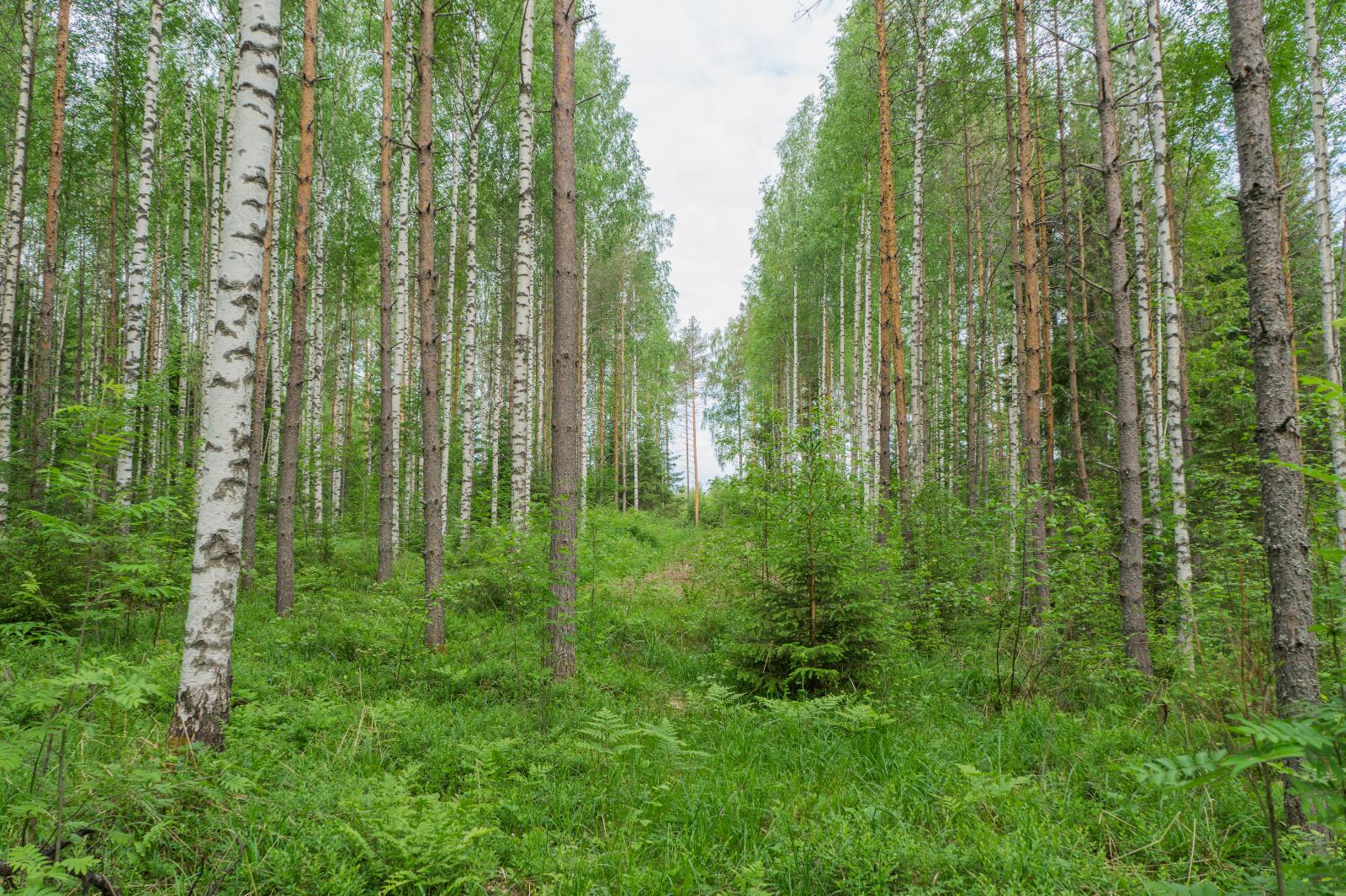 Kesäisessä sekametsässä kasvaa koivuja, pihlajia, mäntyjä ja kuusia.