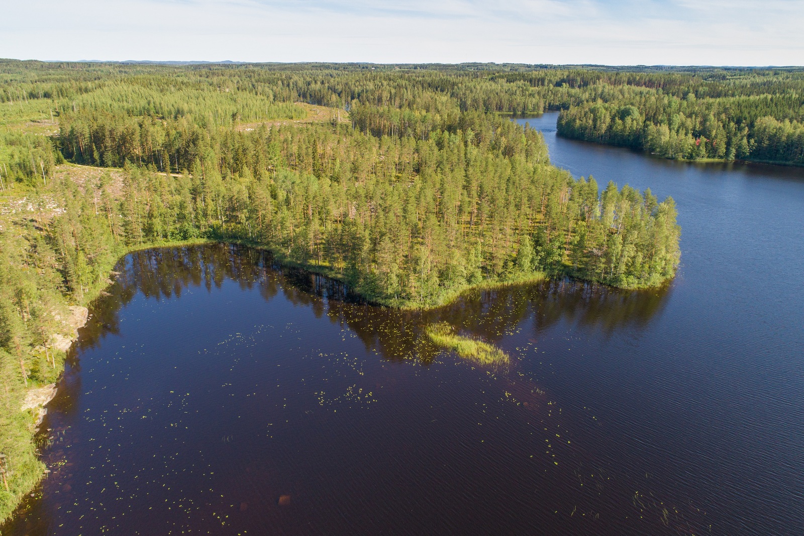 Kesämaisemassa järvi levittäytyy eri suuntiin metsien ympäröimänä. Ilmakuva.