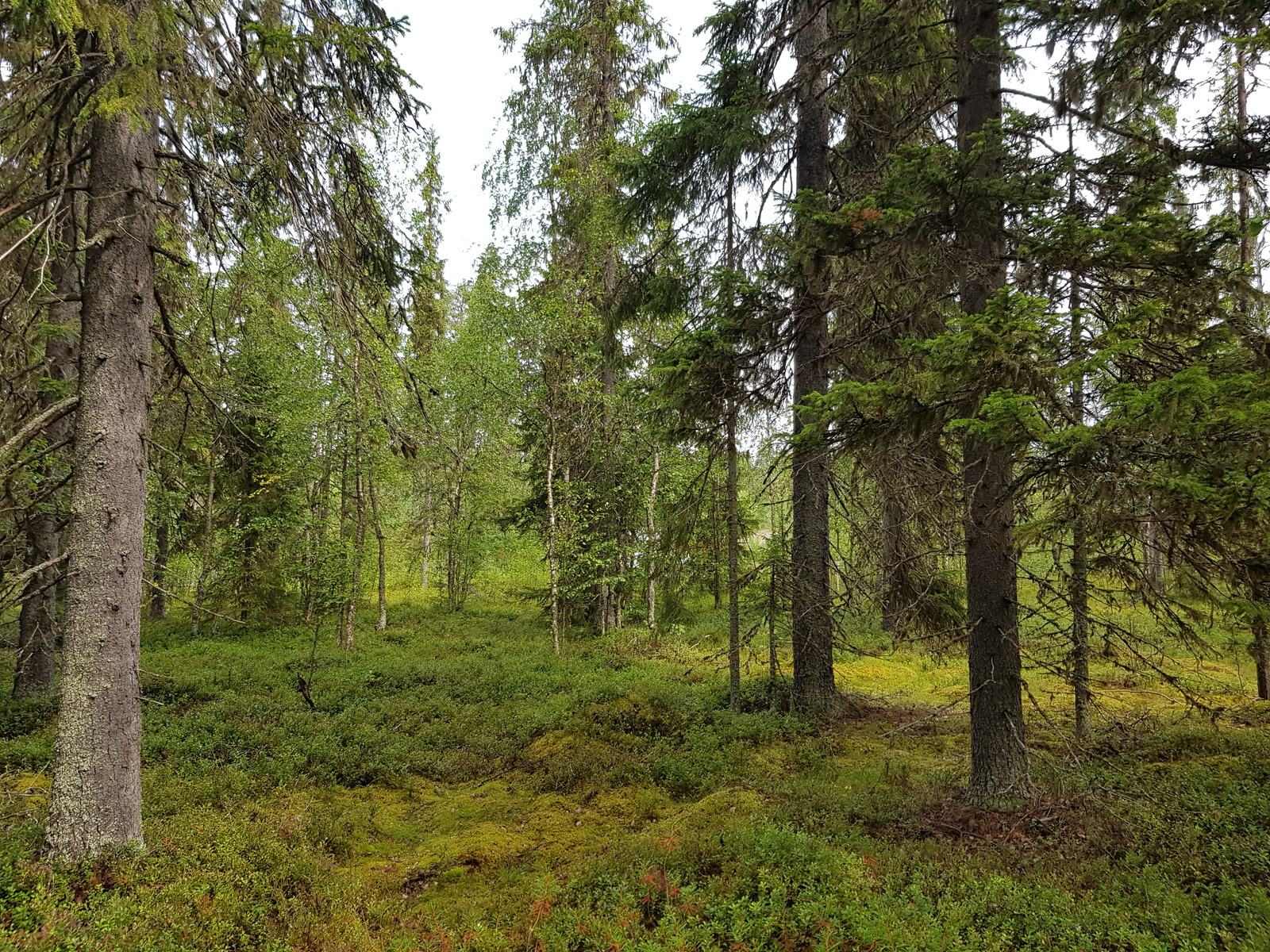 Sammalpeitteisessä metsässä suurten kuusten joukossa kasvaa nuoria koivuja.