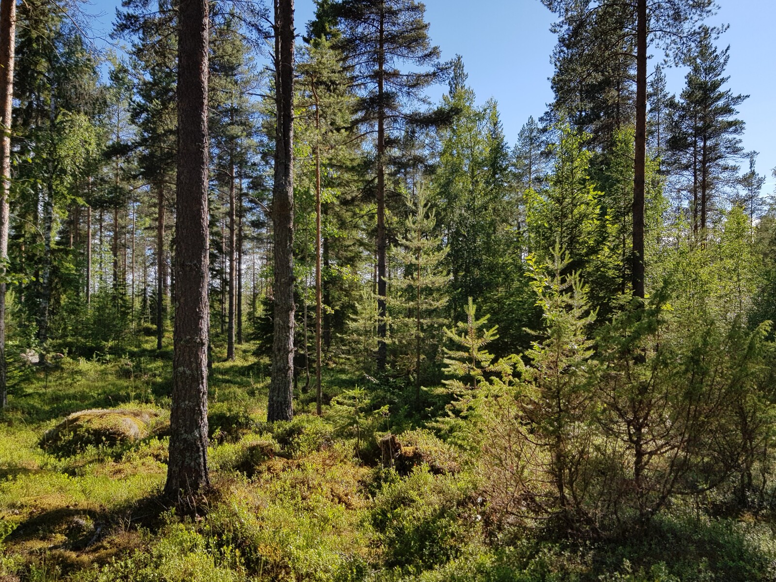 Aurinko paistaa mäntyvaltaiseen sekametsään. Maassa on sammalpeitteisiä kiviä varpujen joukossa.