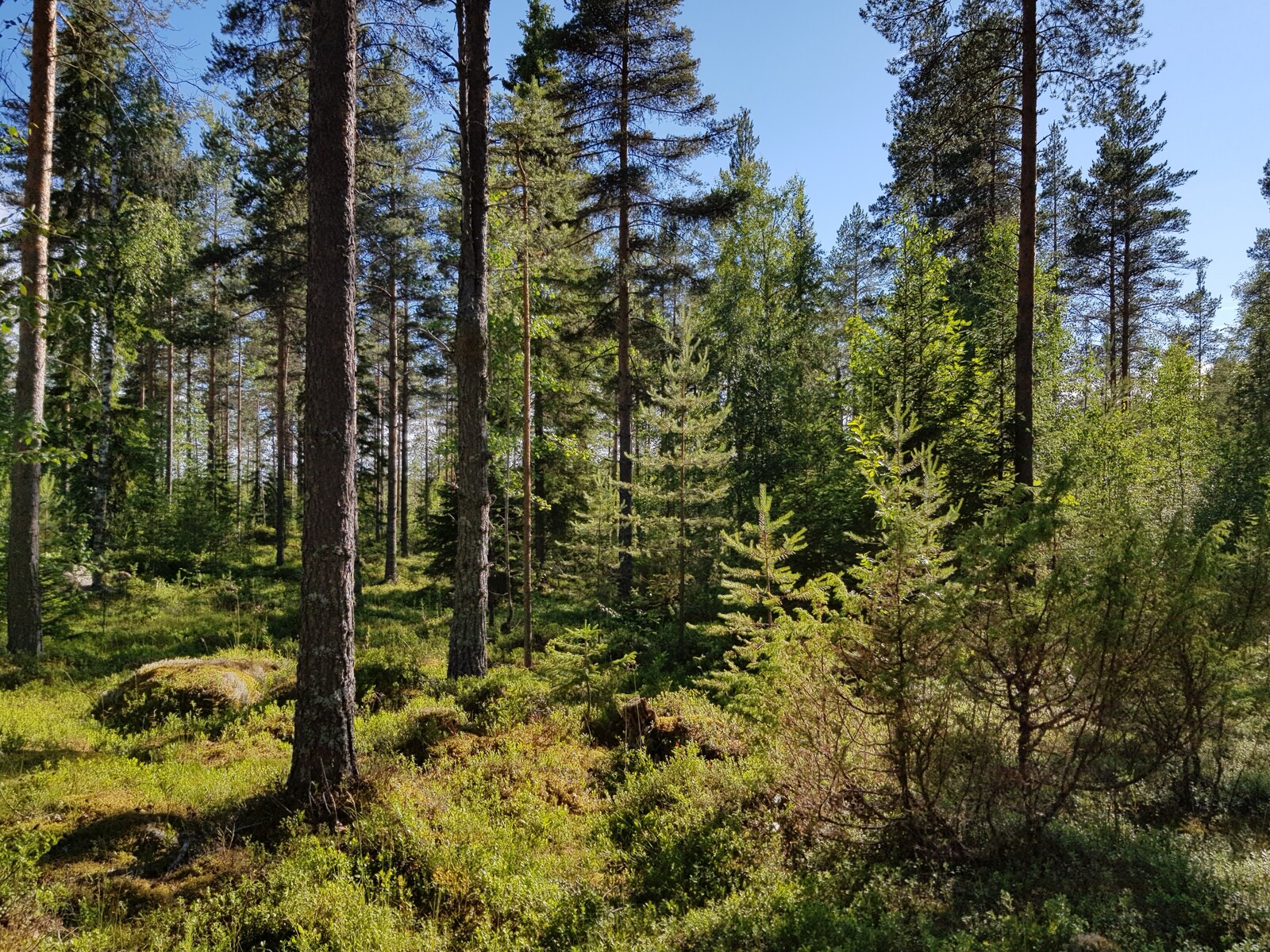 Aurinko paistaa mäntyvaltaiseen sekametsään. Maassa on sammalpeitteisiä kiviä varpujen joukossa.