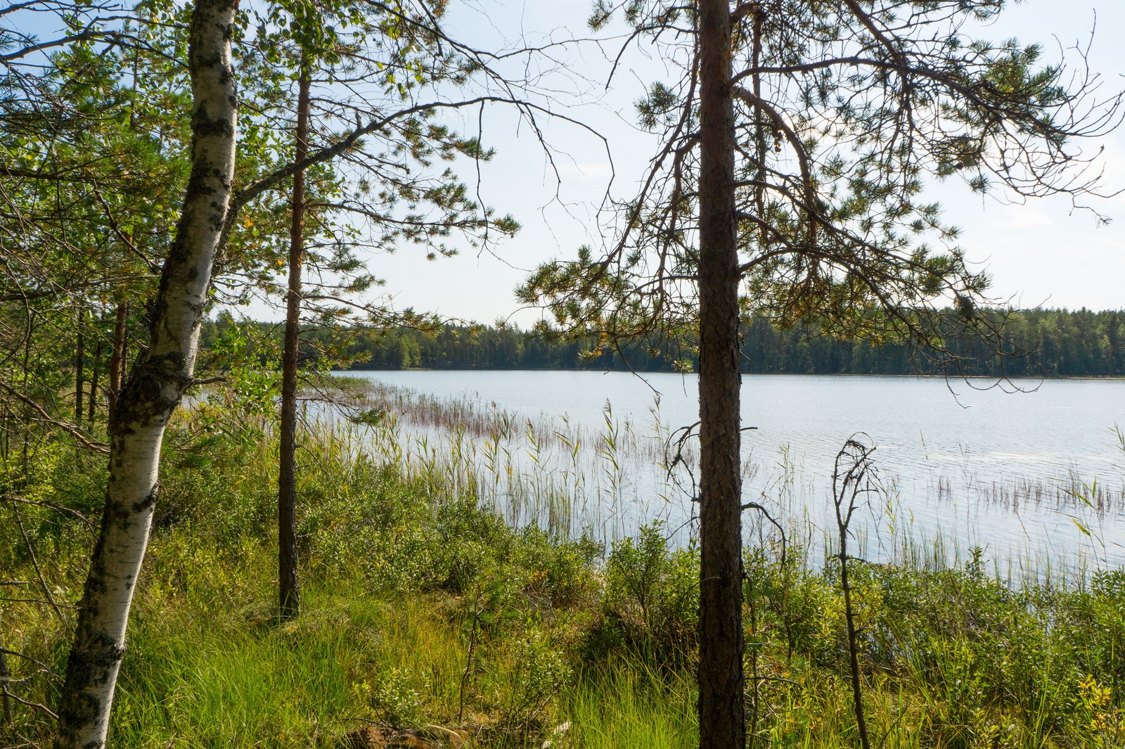 Rannassa kasvavien puiden takana avautuu kesäinen järvimaisema.