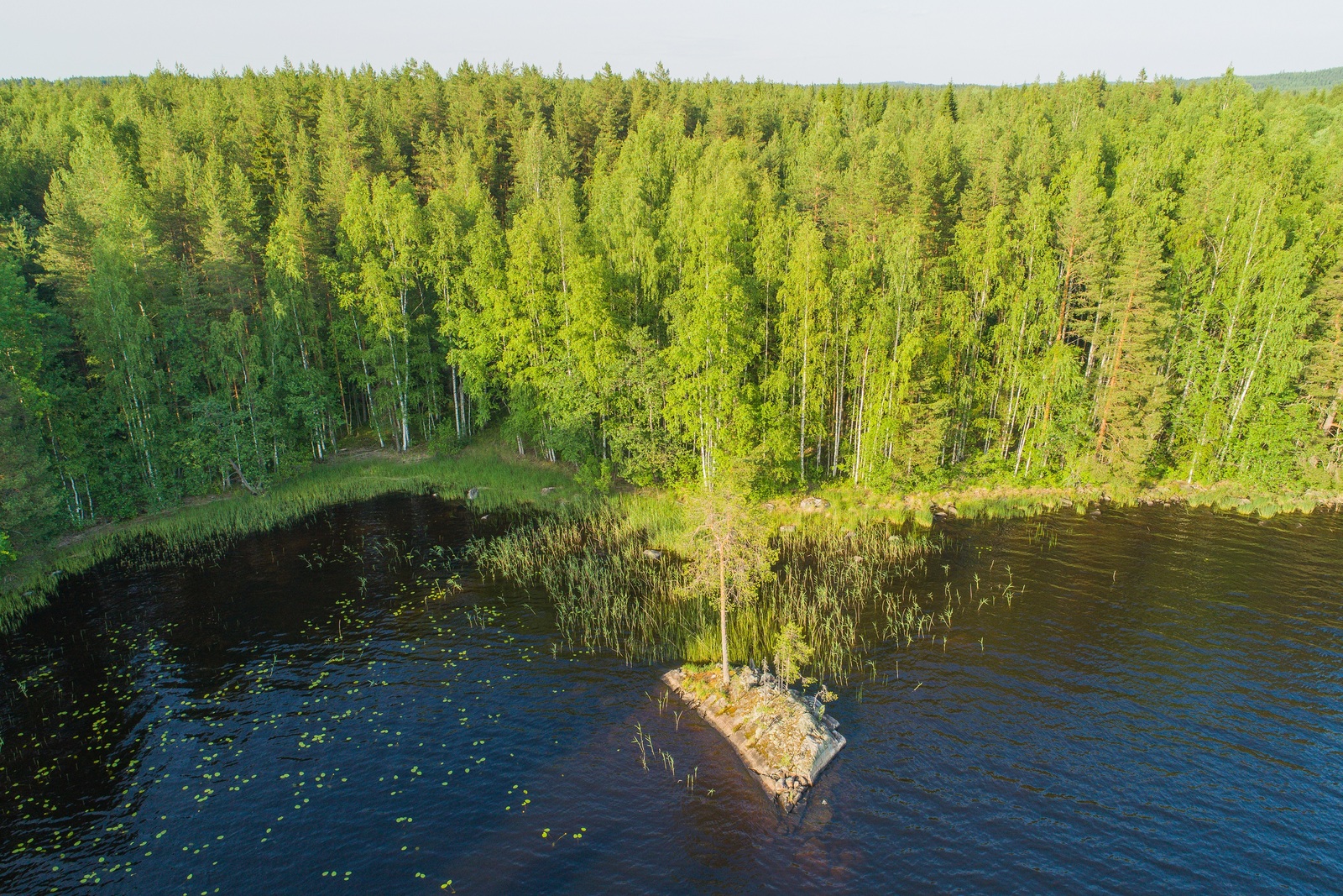 Kesäinen sekametsä reunustaa järveä. Rannan tuntumassa olevalla luodolla kasvaa puu. Ilmakuva.