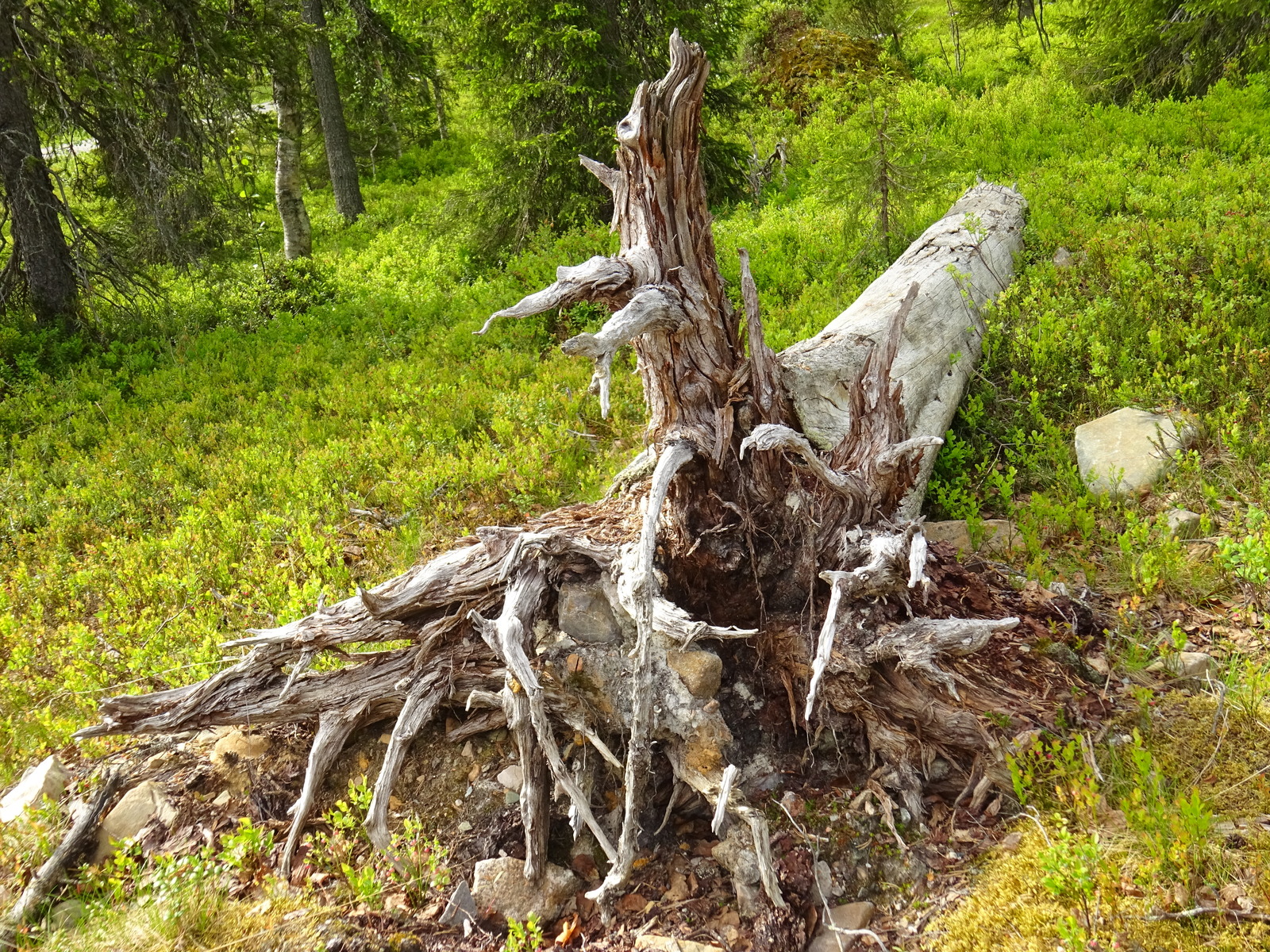 Vanha kaatunen puun kanto makaa maassa sekametsässä.
