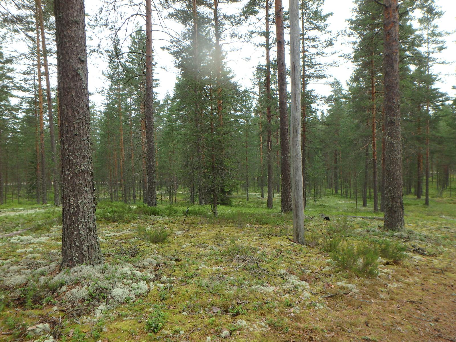 Mäntykankaalla kasvaa jäkälää, sammalia ja varpukasveja.