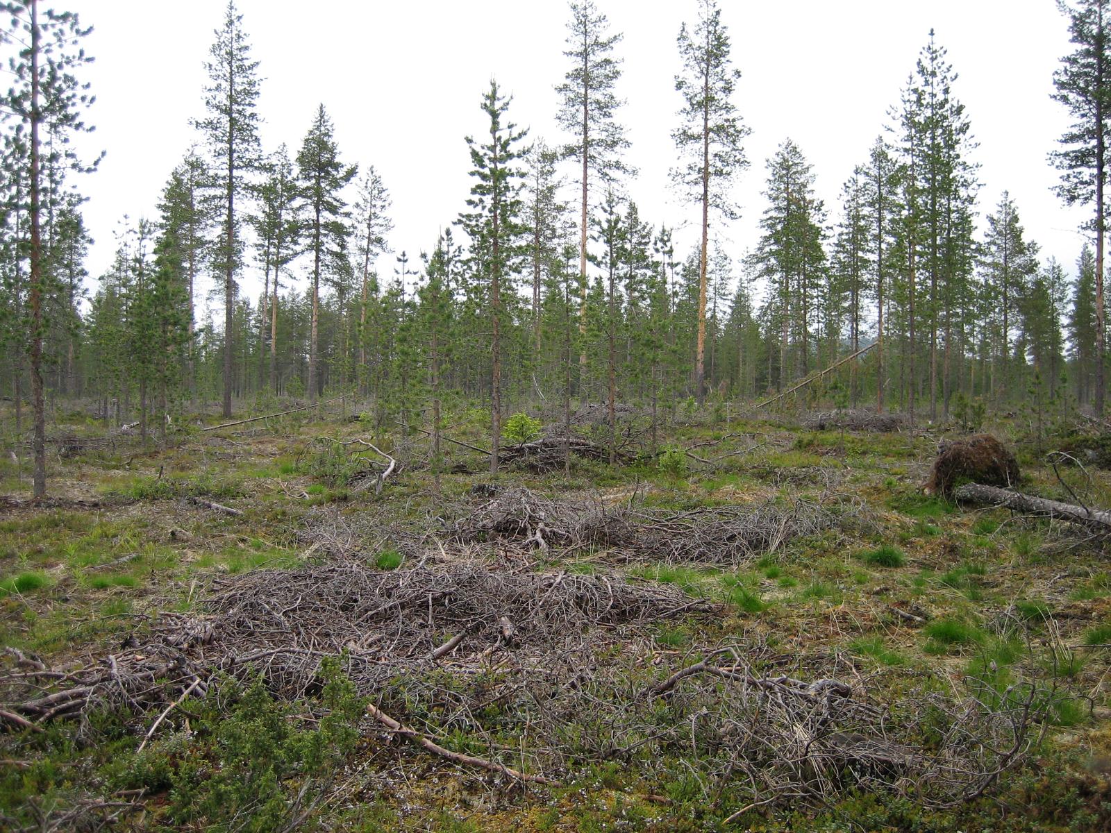 Karsittuja puita mäntymetsän edustalla.