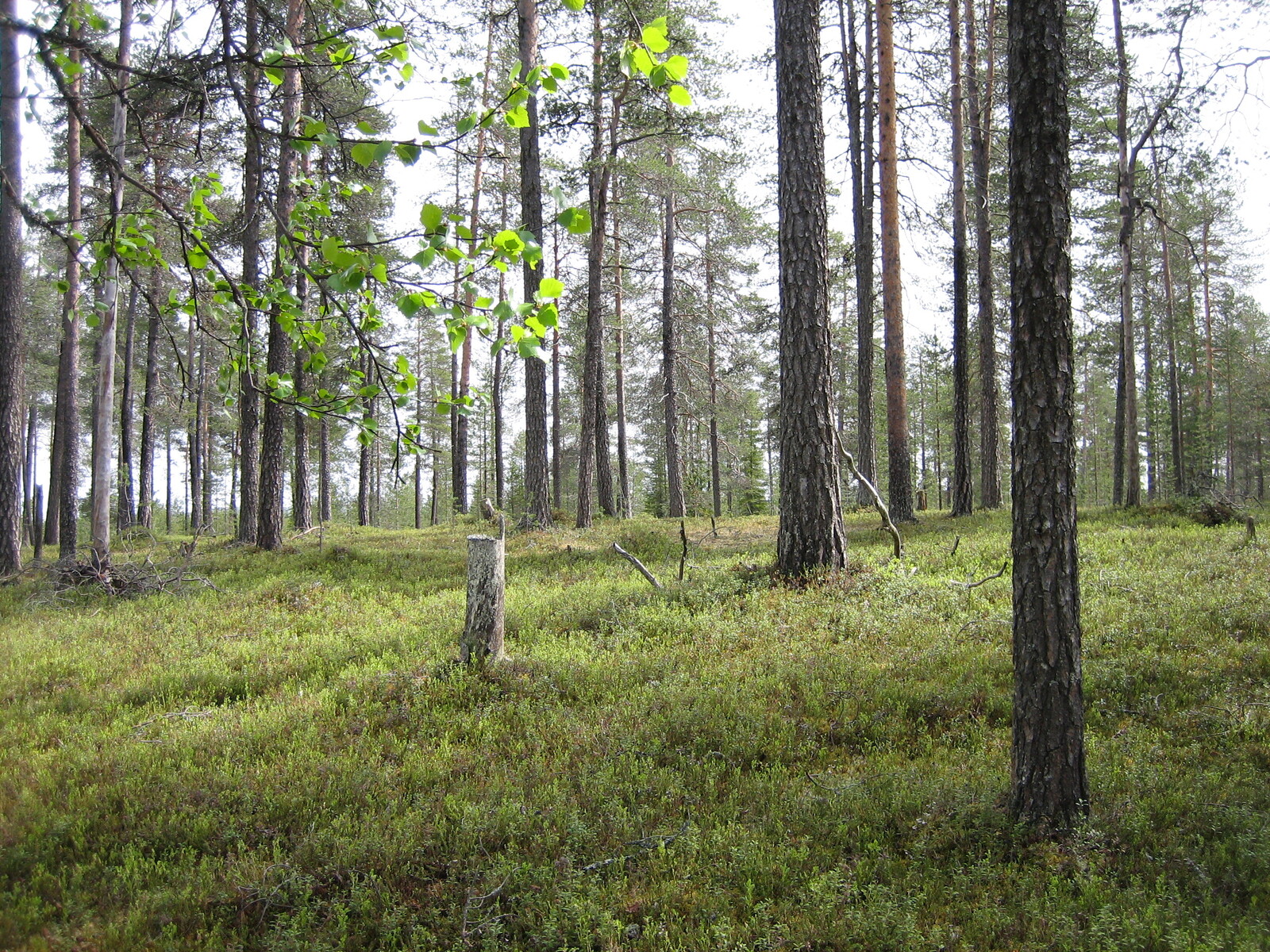 Kesäisellä mäntykankaalla kasvaa myös muutamia koivuja.