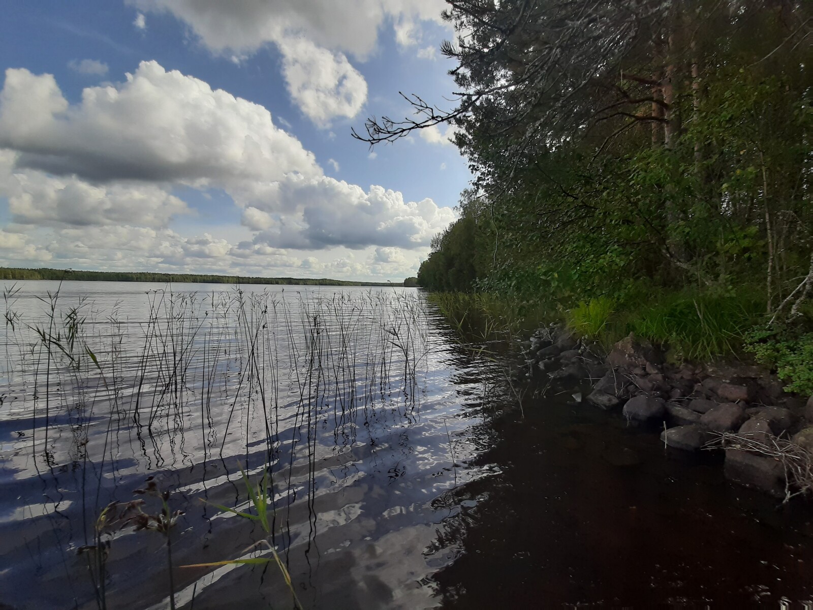 Kesäisen vehreä sekametsä reunustaa järveä. Poutapilvinen taivas heijastuu lähes tyyneen veteen.