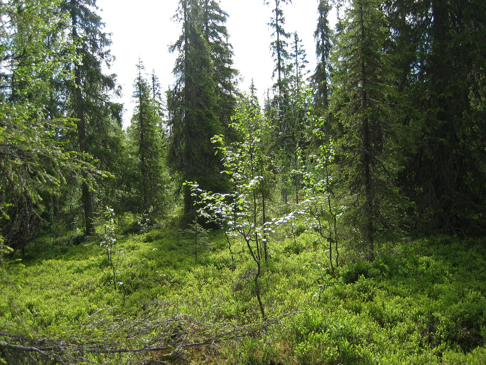 Kuusivaltaisessa sekametsässä kasvaa koivun taimia.