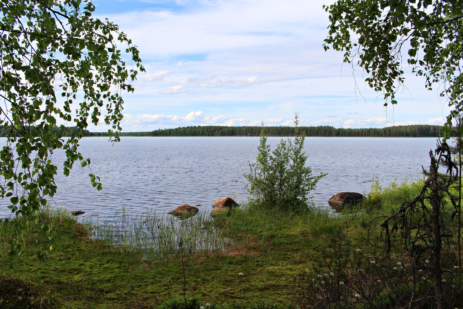 Koivun oksat reunustavat kesäistä järvimaisemaa. Rantavedessä on kiviä ja vesikasveja.