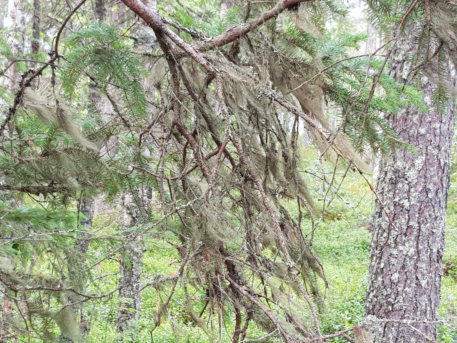 Kuusen oksilla kasvaa naavaa.