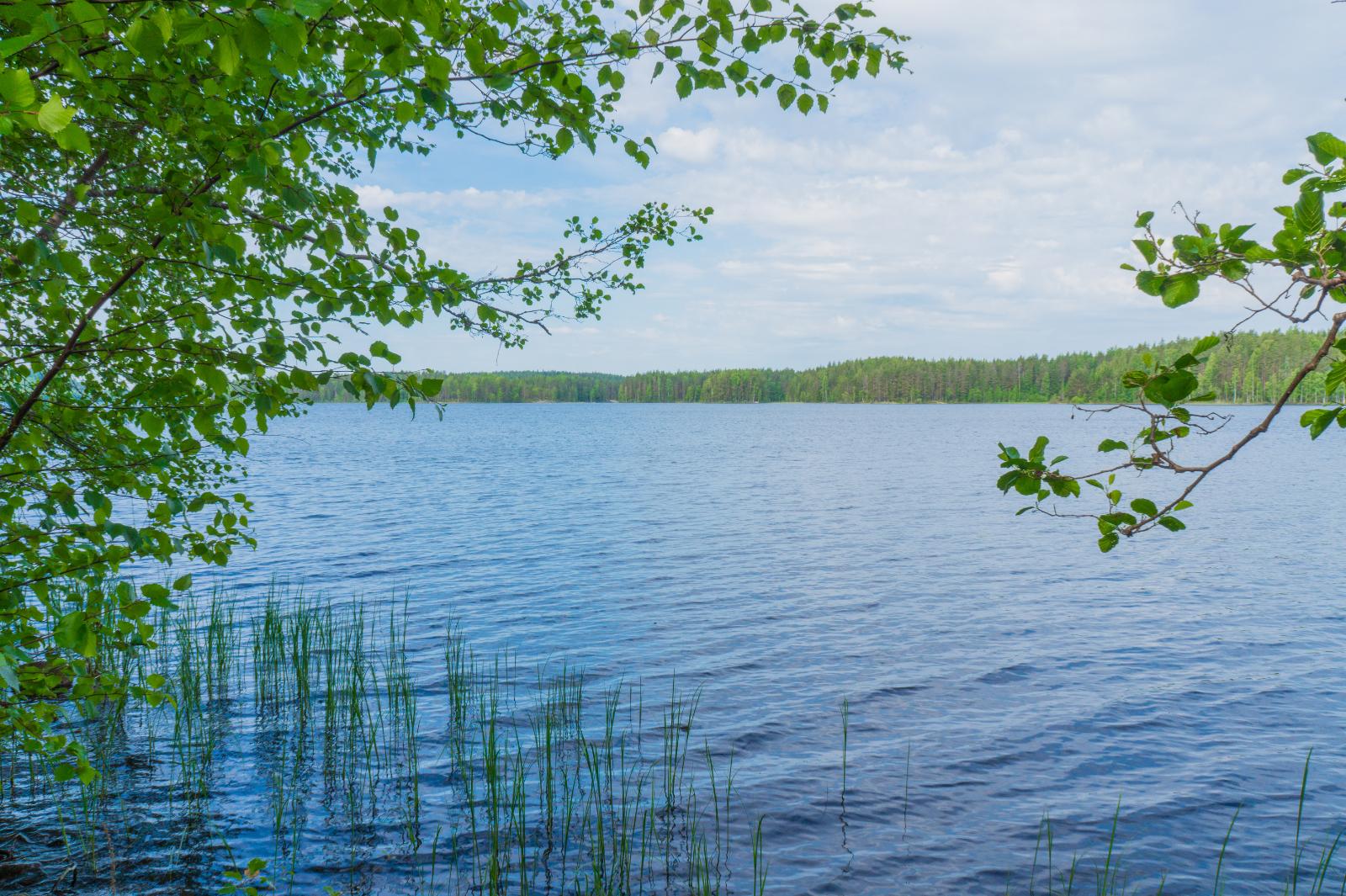 Koivun ja lepän oksat reunustavat kesäistä järvimaisemaa. Etualalla rantavedessä on vesikasveja.