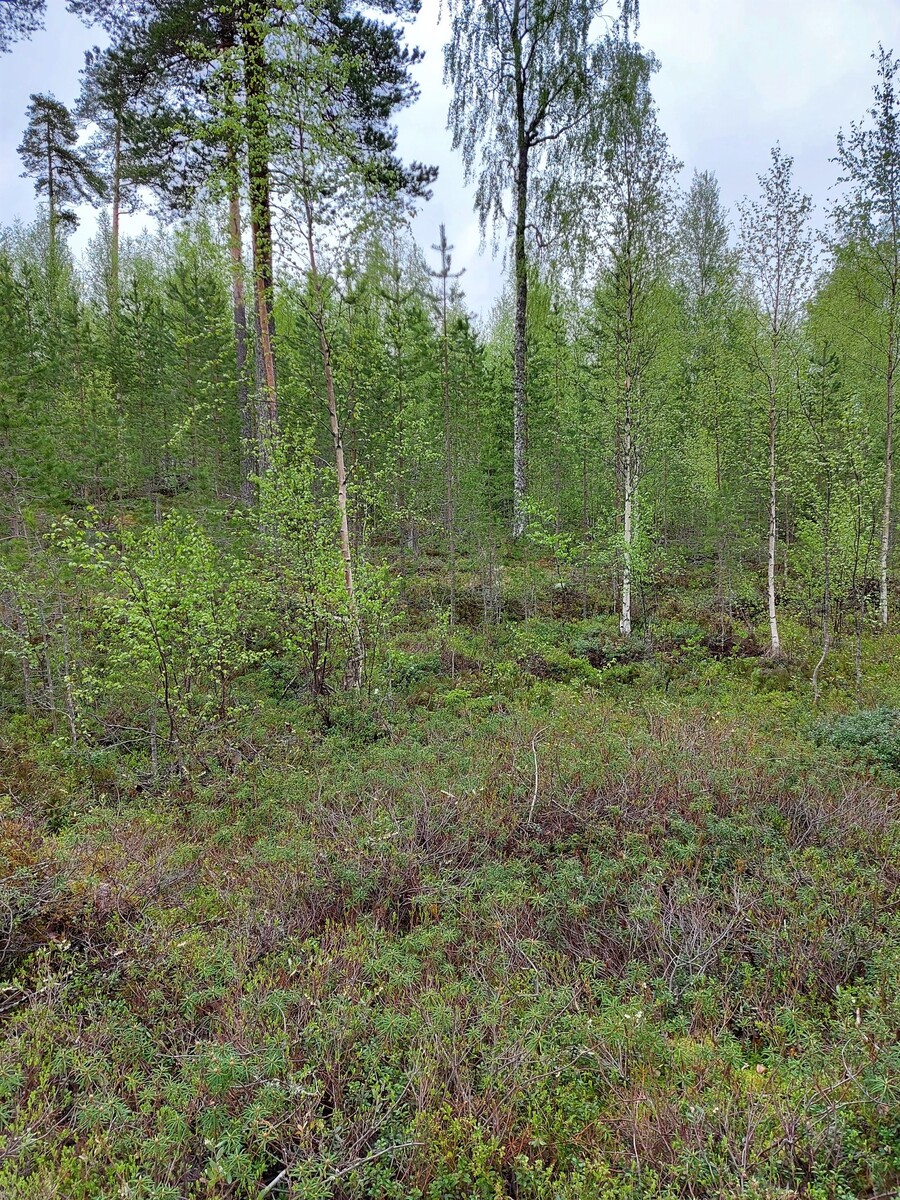 Nuorten mäntyjen ja koivujen joukossa kohoaa muutama korkea puu.