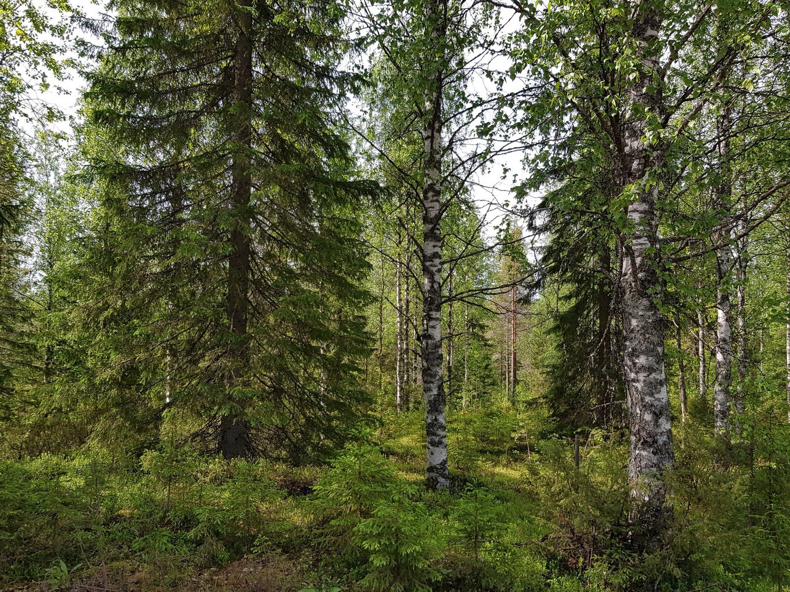 Vehreässä metsässä kasvaa koivuja ja leveitä kuusia. Aurinko paistaa metsään.