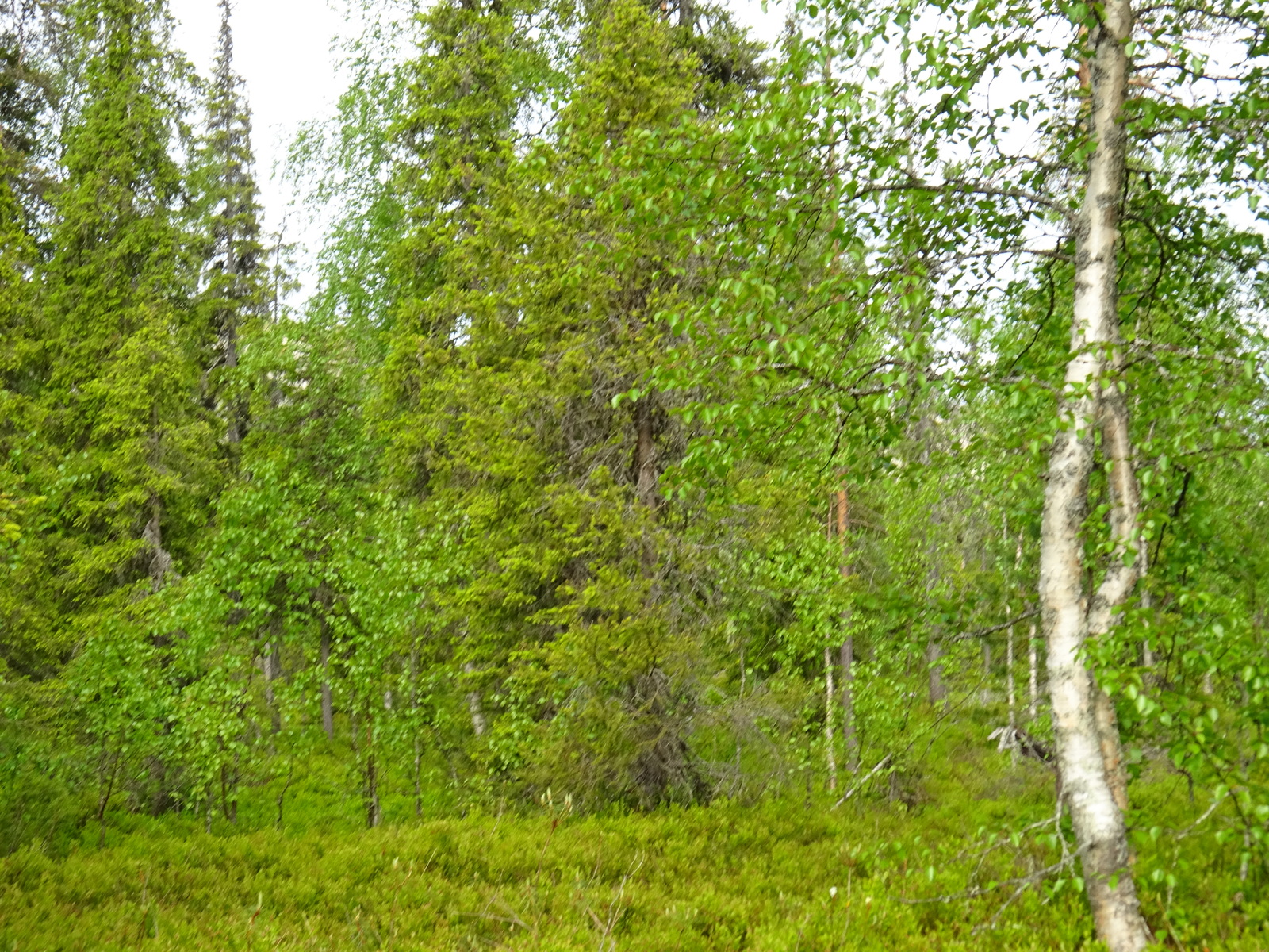 Vehreän kuusivaltaisen metsän aluskasvillisuutena on mustikanvarpuja. Etualalla on koivu.