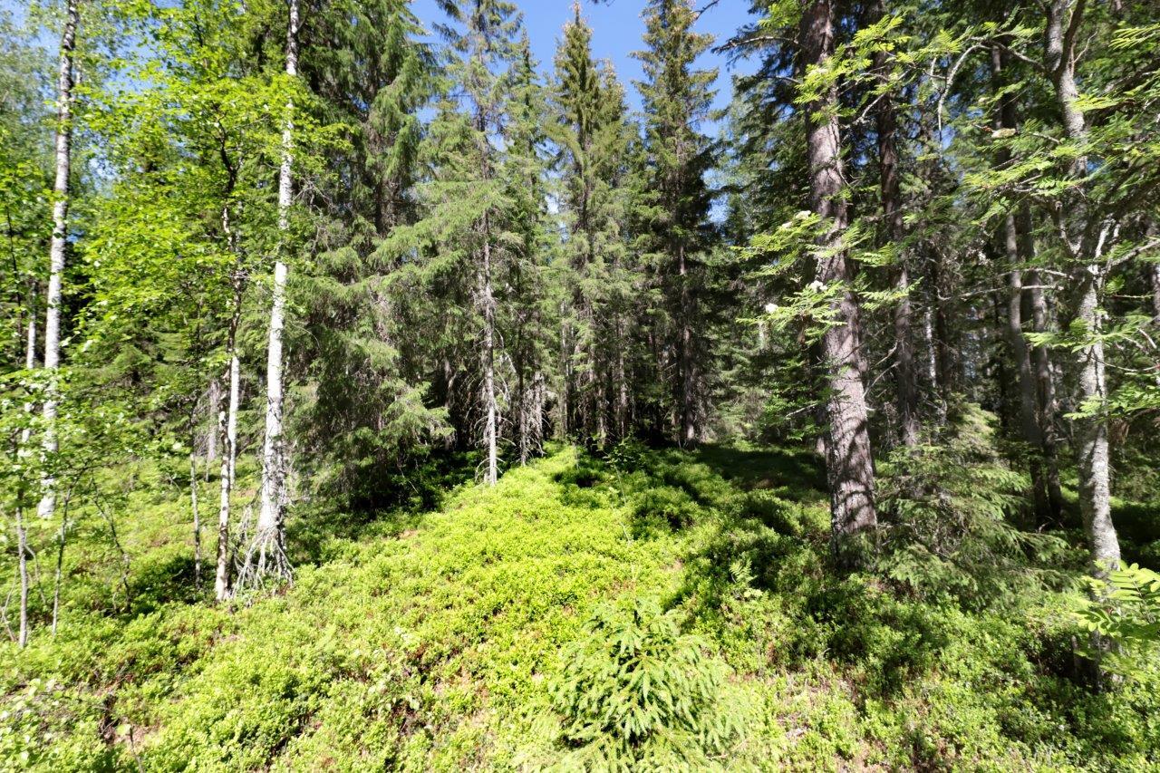 Aurinko paistaa kesäiseen sekametsään, jossa kasvaa koivuja, kuusia ja mäntyjä.