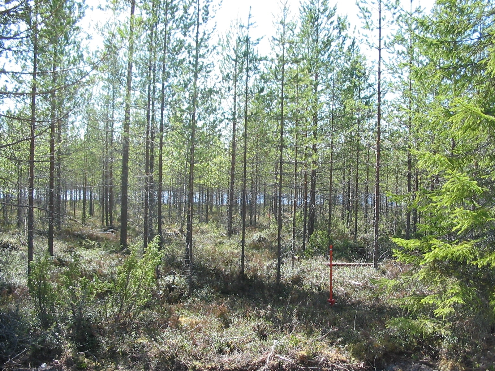 Männikön edustalla kasvaa kuusi ja kataja. Taustalla häämöttää järvi.