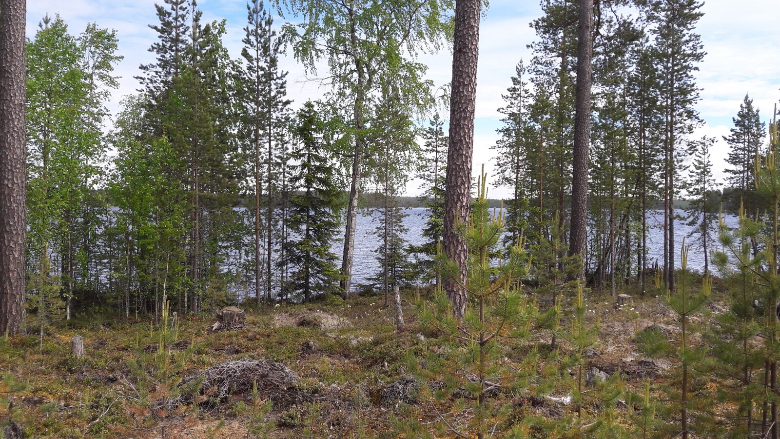 Rannassa kasvavien koivujen, mäntyjen ja kuusten takana avautuu järvimaisema.