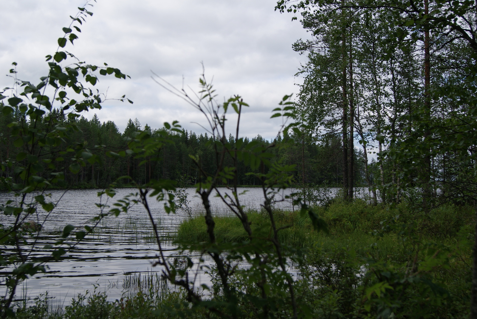 Kesäinen sekametsä reunustaa järveä. Etualalla on pihlajan ja koivun oksia.