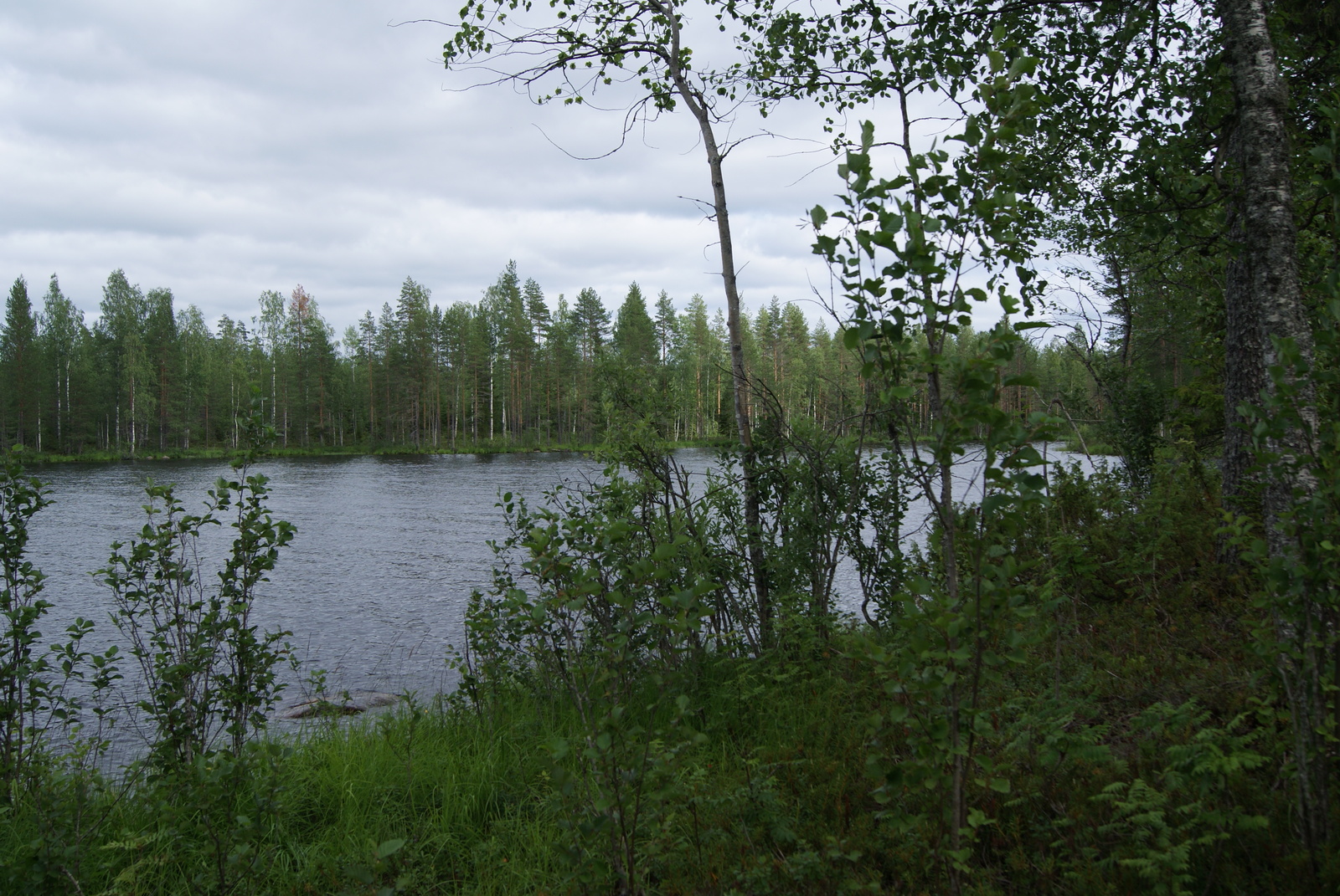 Rannassa kasvavien nuorten lehtipuiden takaa avautuu kesäinen järvimaisema.