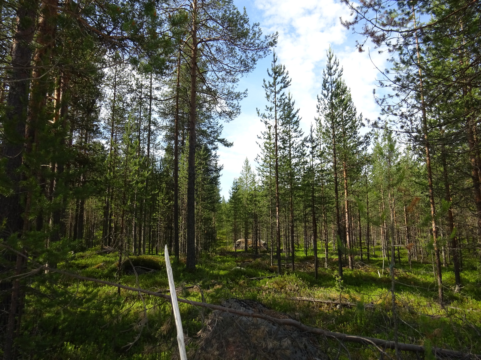 Kesäisessä mäntymetsässä on kivenlohkareita. Etualalla kaatuneita puita.