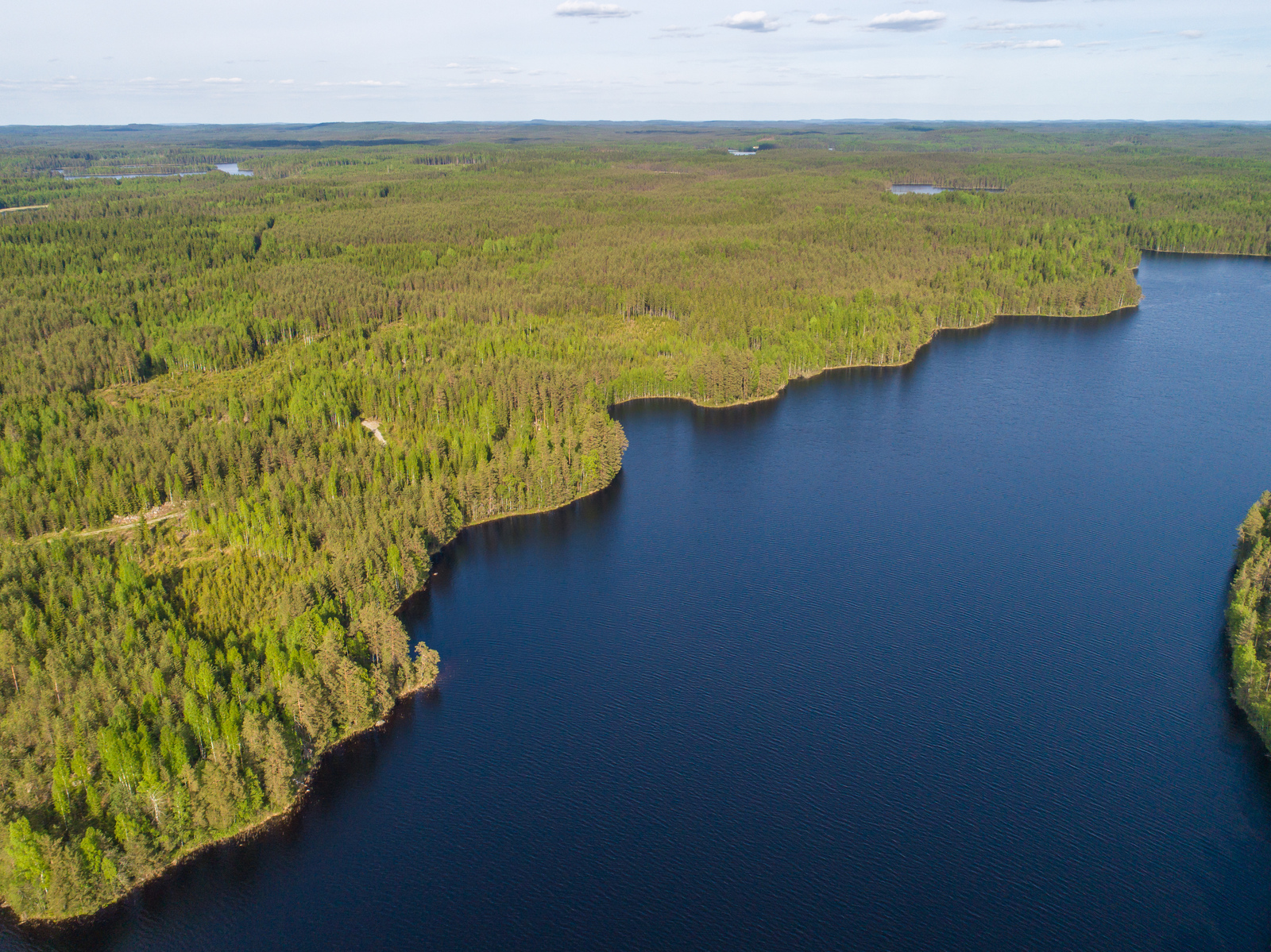 Kesämaisemassa laaja metsäalue alkaa järven mutkittelevasta rantaviivasta. Ilmakuva.