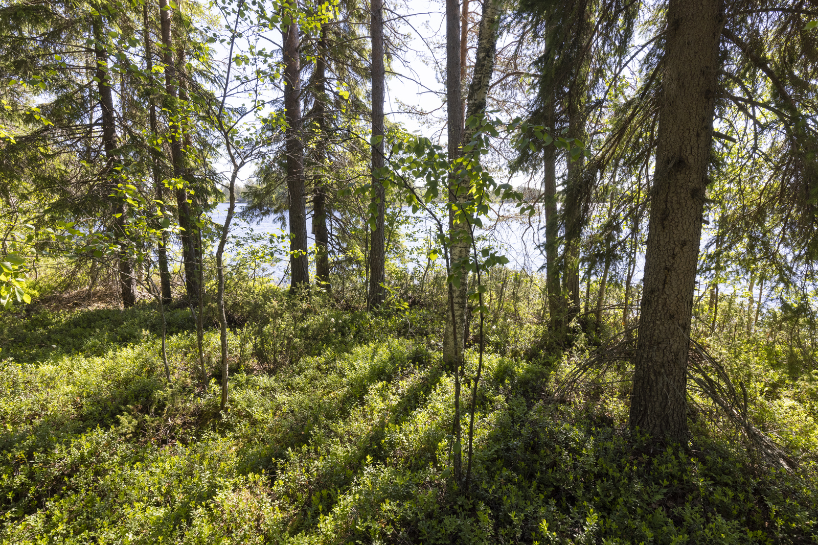 Auringonvalo tulvii rannassa kasvavien puiden lomasta ja taustalla häämöttää järvi.