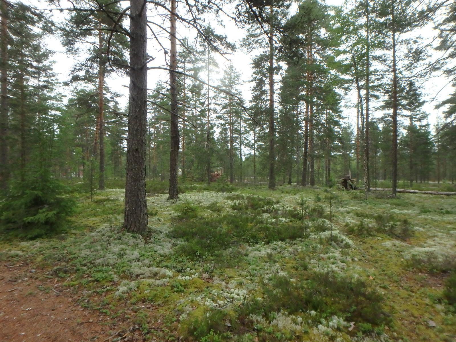 Mäntykankaalla kasvaa jäkälää ja varpukasvjea. Maassa on muutama kaatunut puu.