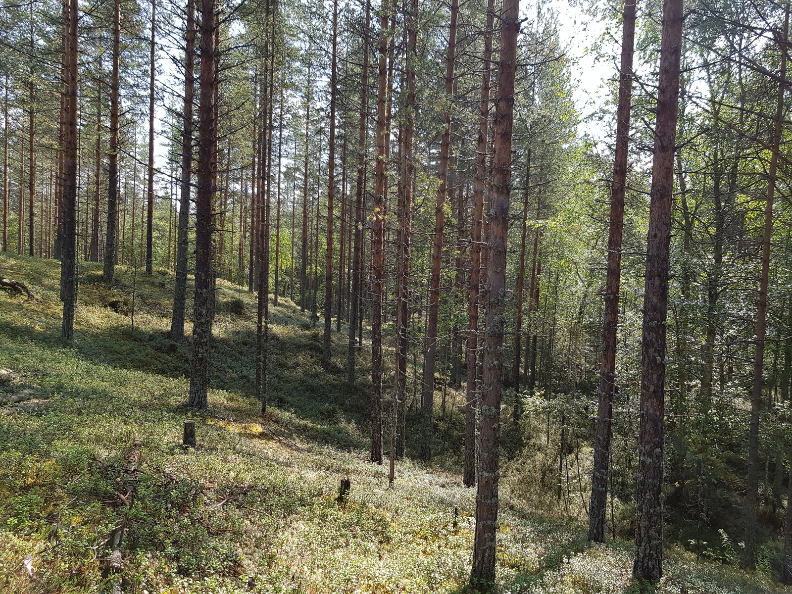 Kesäinen sekametsä kasvaa kumpuilevassa maastossa.