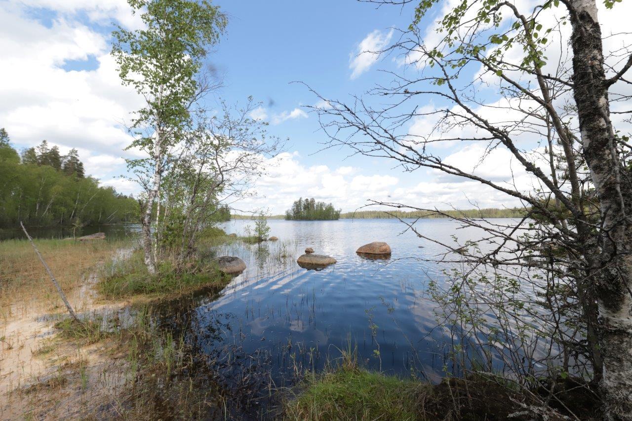 Koivut reunustavat kesäistä järvimaisemaa. Rantavedessä on kiviä ja taivas heijastuu veteen.