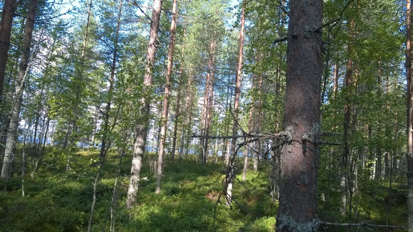 Kesäisessä metsässä kasvaa mäntyjä ja koivuja. Taustalla häämöttää järvi.