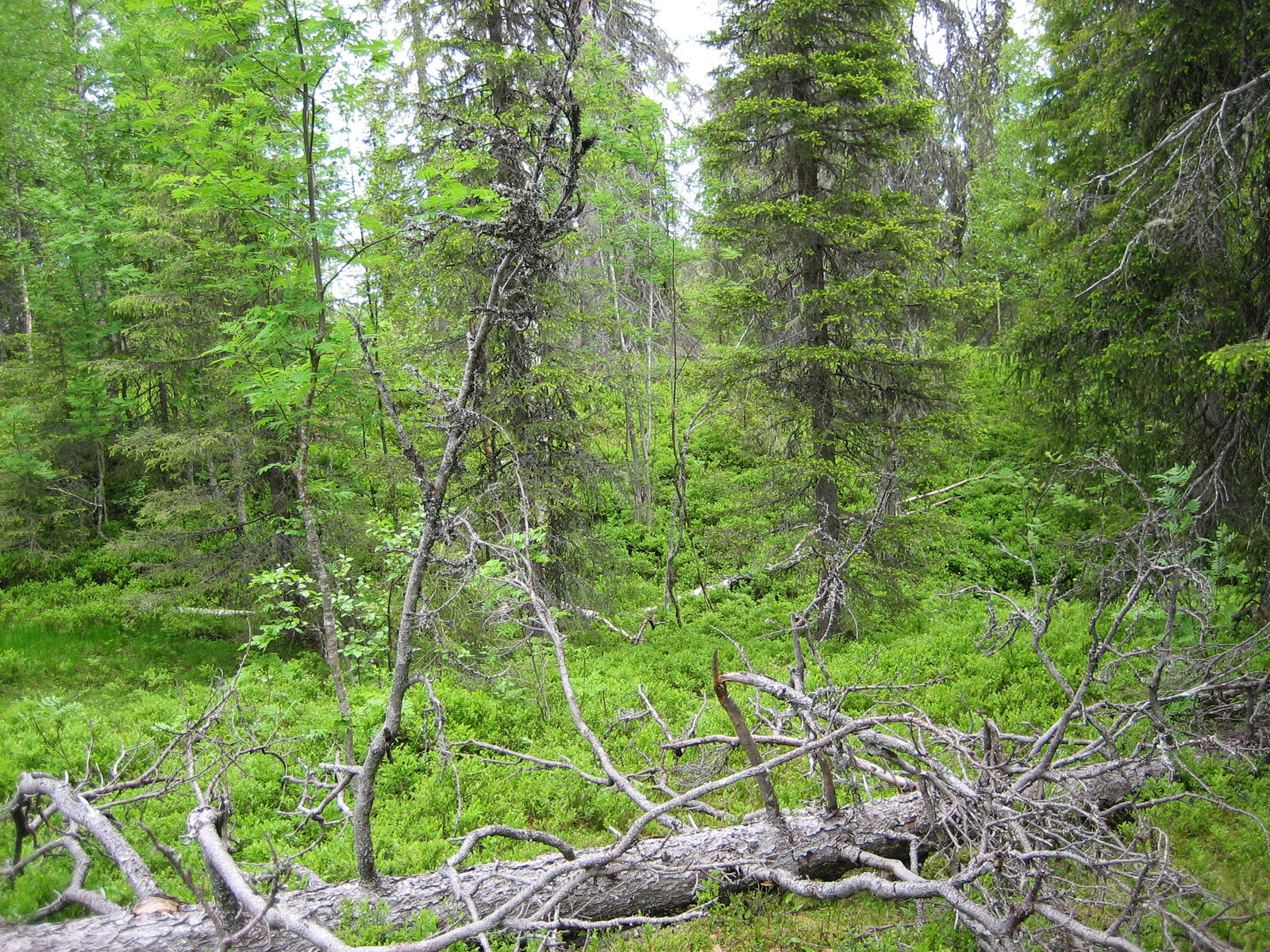 Vanha kaatunut kuusi makaa mustikanvarpujen päällä sekametsässä. Taustalla kohoaa matala rinne.