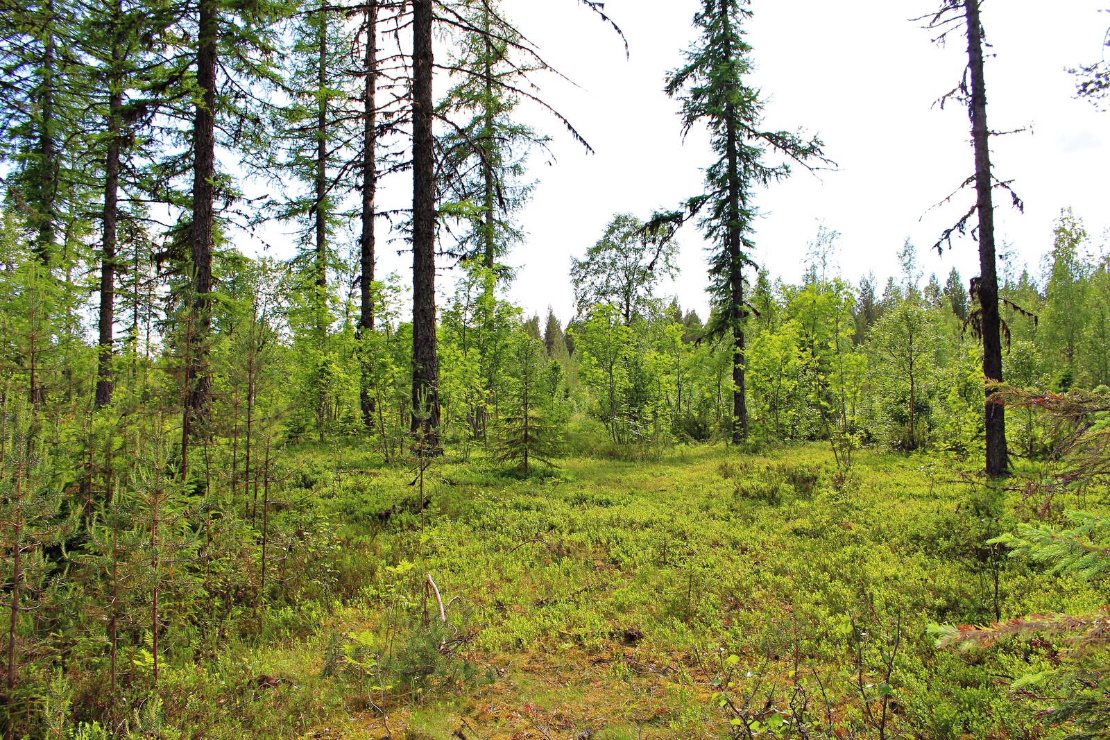 Kesäisen taimikon seassa kasvaa korkeita kuusia. Etualalla on puuton alue.