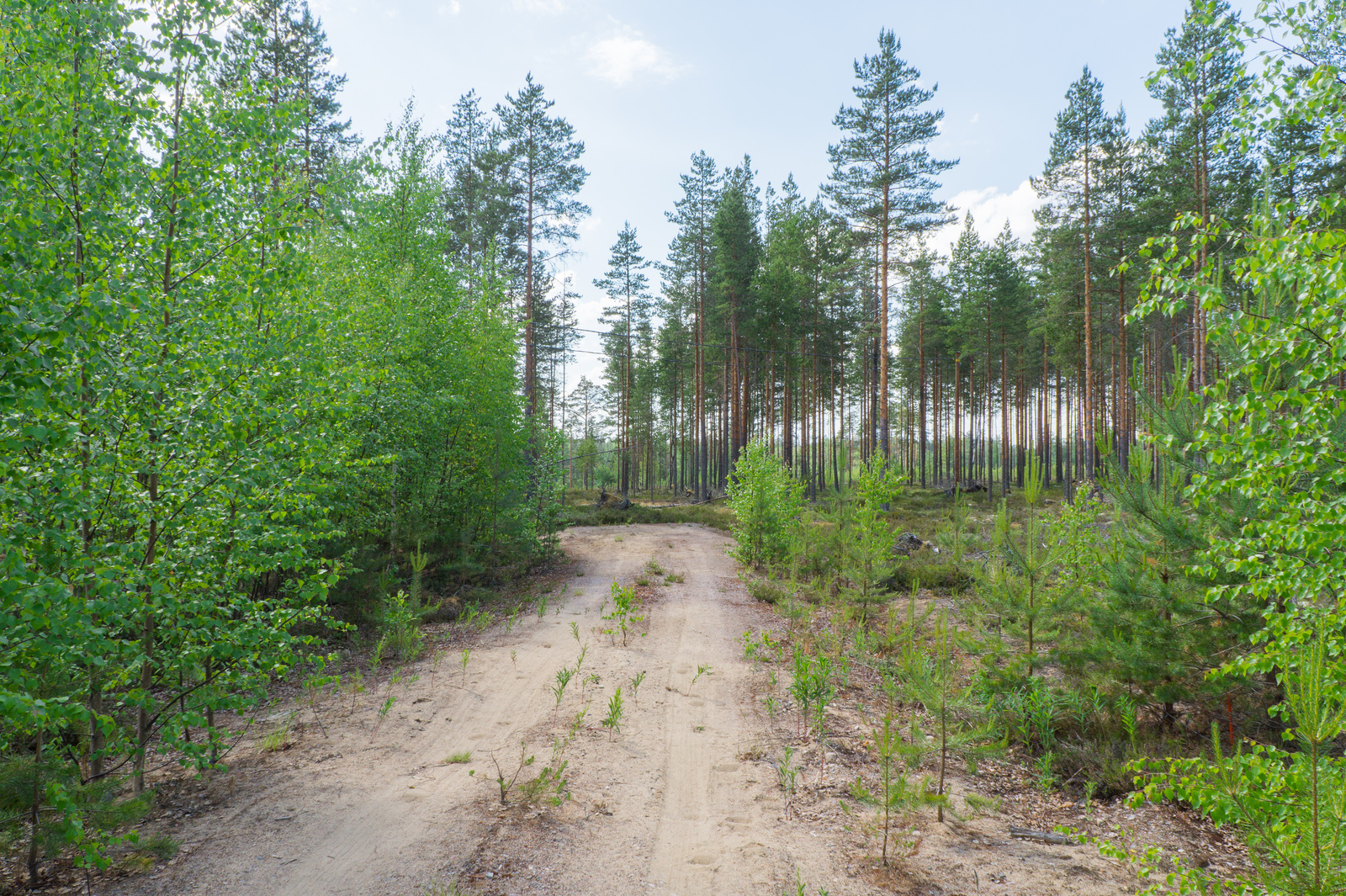 Hiekkatie kulkee vehreän koivutaimikon läpi kohti mäntymetsää.