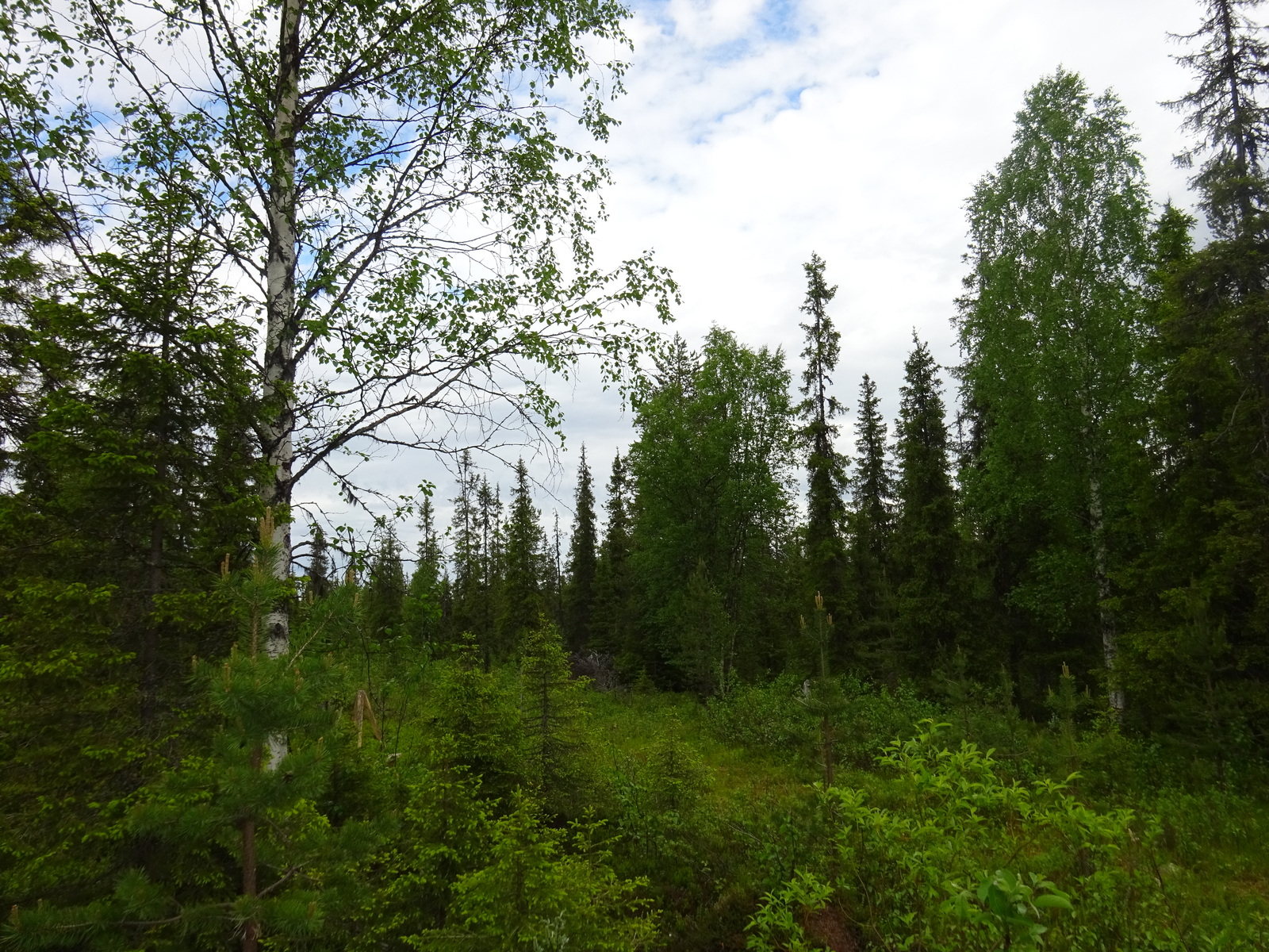 Kuuset, koivut, pajut ja nuoret männyt reunustavat avointa aluetta metsässä.