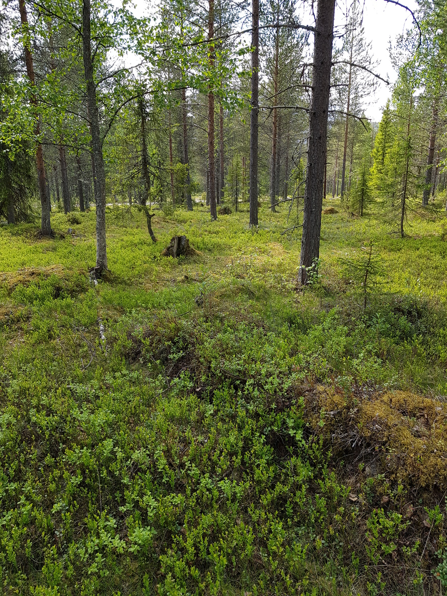 Kesäisen sekametsän kenttäkerroksessa kasvaa mustikkaa. Maassa on sammalpeitteisiä kantoja.