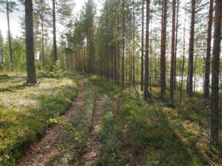 Polku-ura kulkee valoisassa mäntyvaltaisessa metsässä. Puiden takana häämöttää järvi.