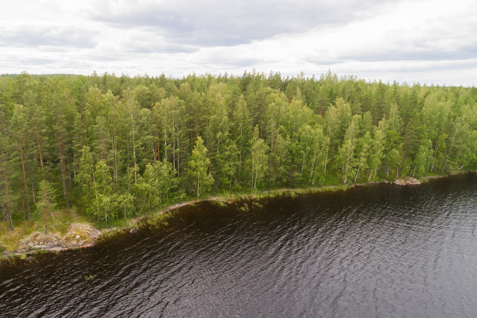 Kesäisen vehreä sekametsä reunustaa järveä. Ilmakuva.