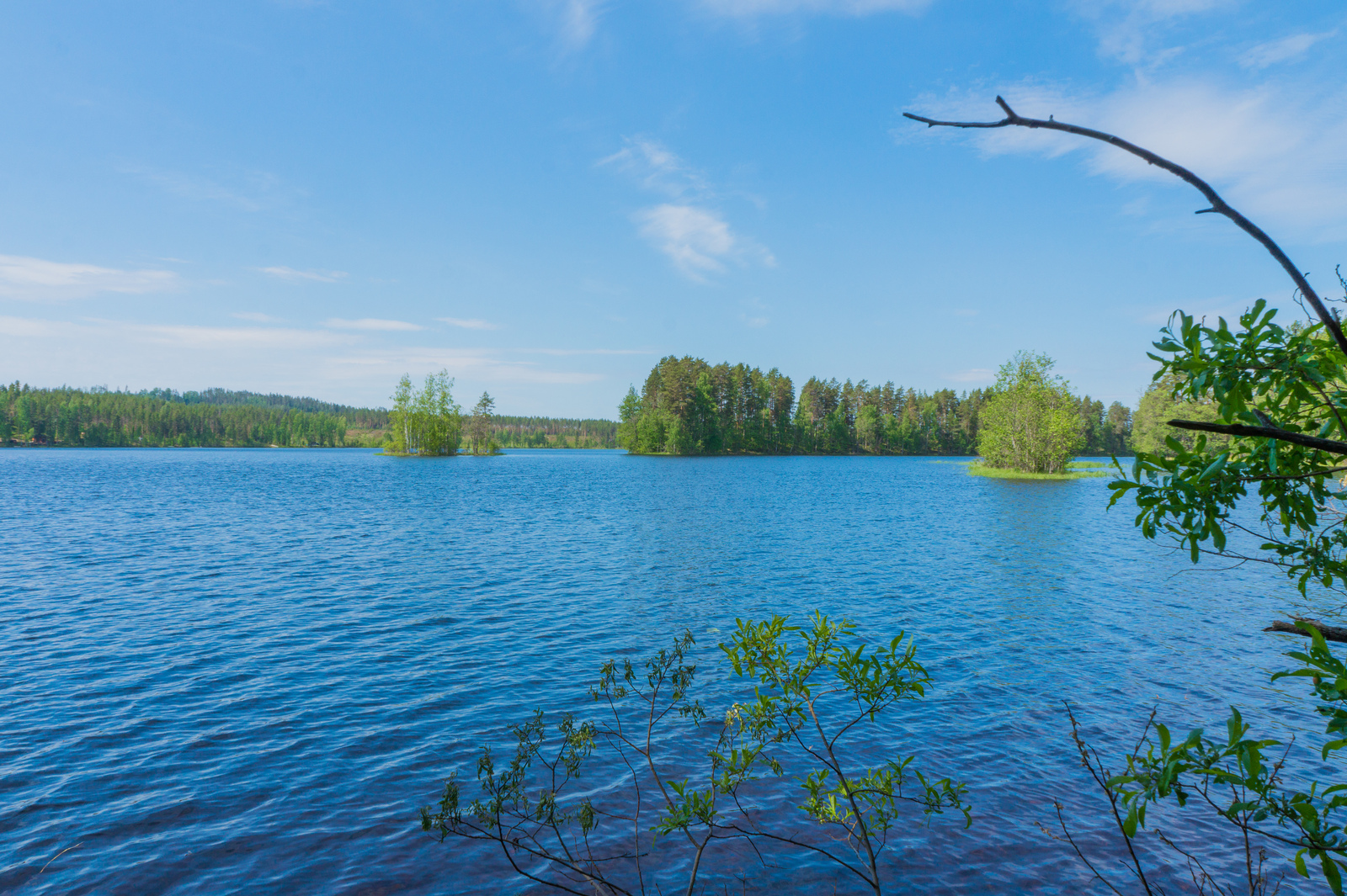 Rantapajun oksat kurottuvat kohti kesäistä järvimaisemaa. Taivas on lähes pilvetön.