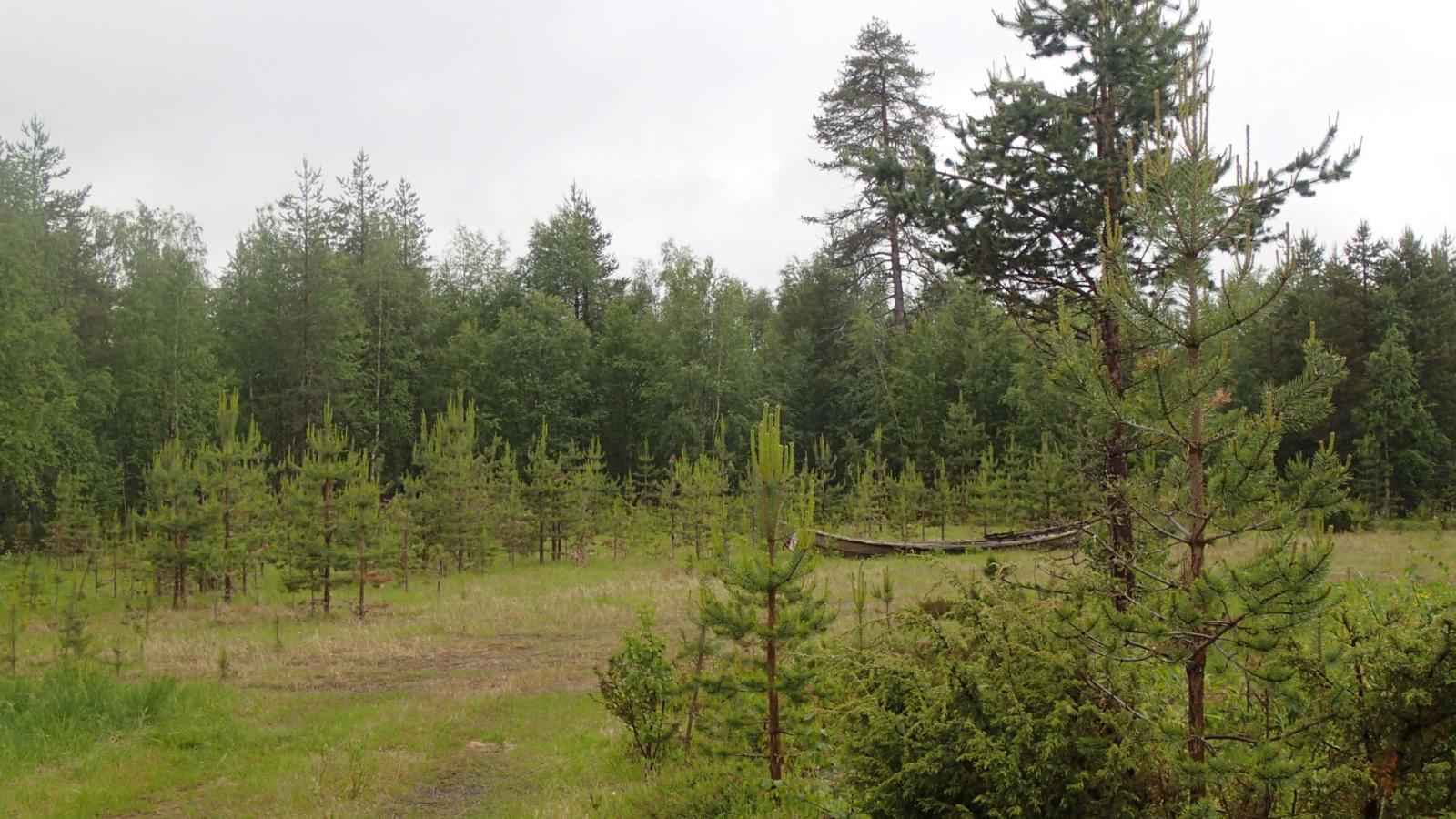 Mäntytaimikon keskellä on vanha tieura, jonka vieressä on vanha puinen jokivene.