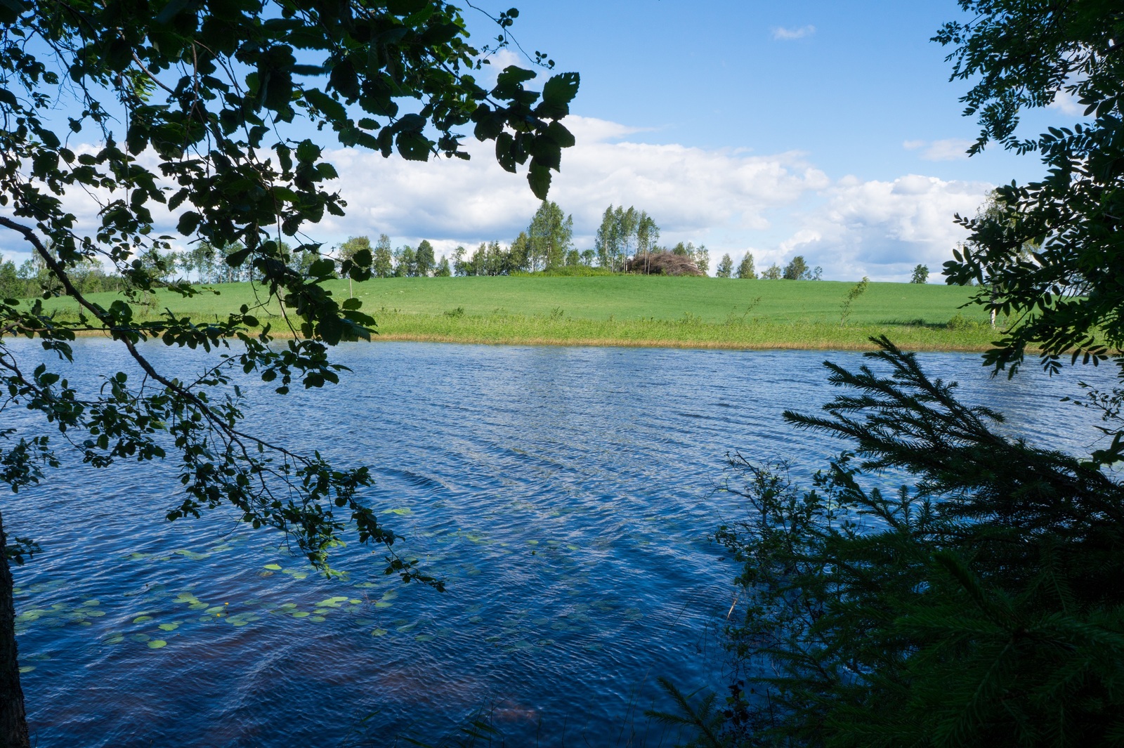 Oksat reunustavat kesäistä järvimaisemaa. Rantavedessä kasvaa ulpukoita ja vastarannalla on pelto.