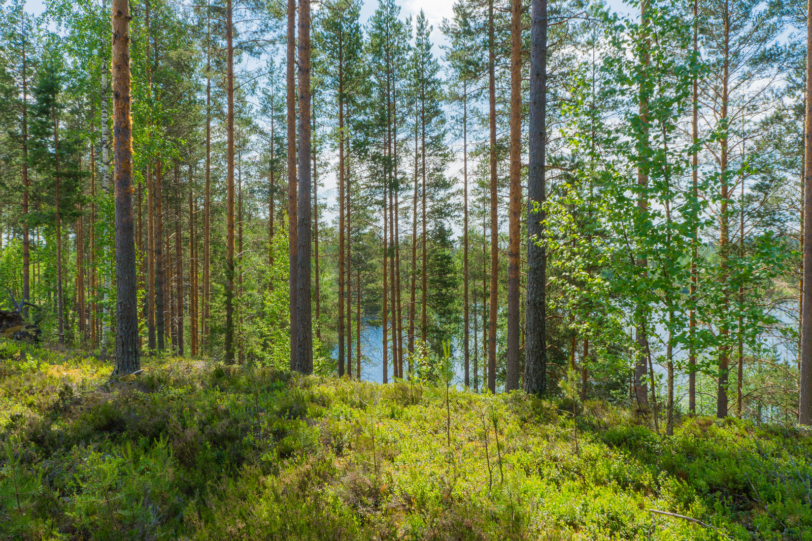 Aurinkoisessa rinteessä kasvavan kesäisen sekametsän takana häämöttää järvimaisema.