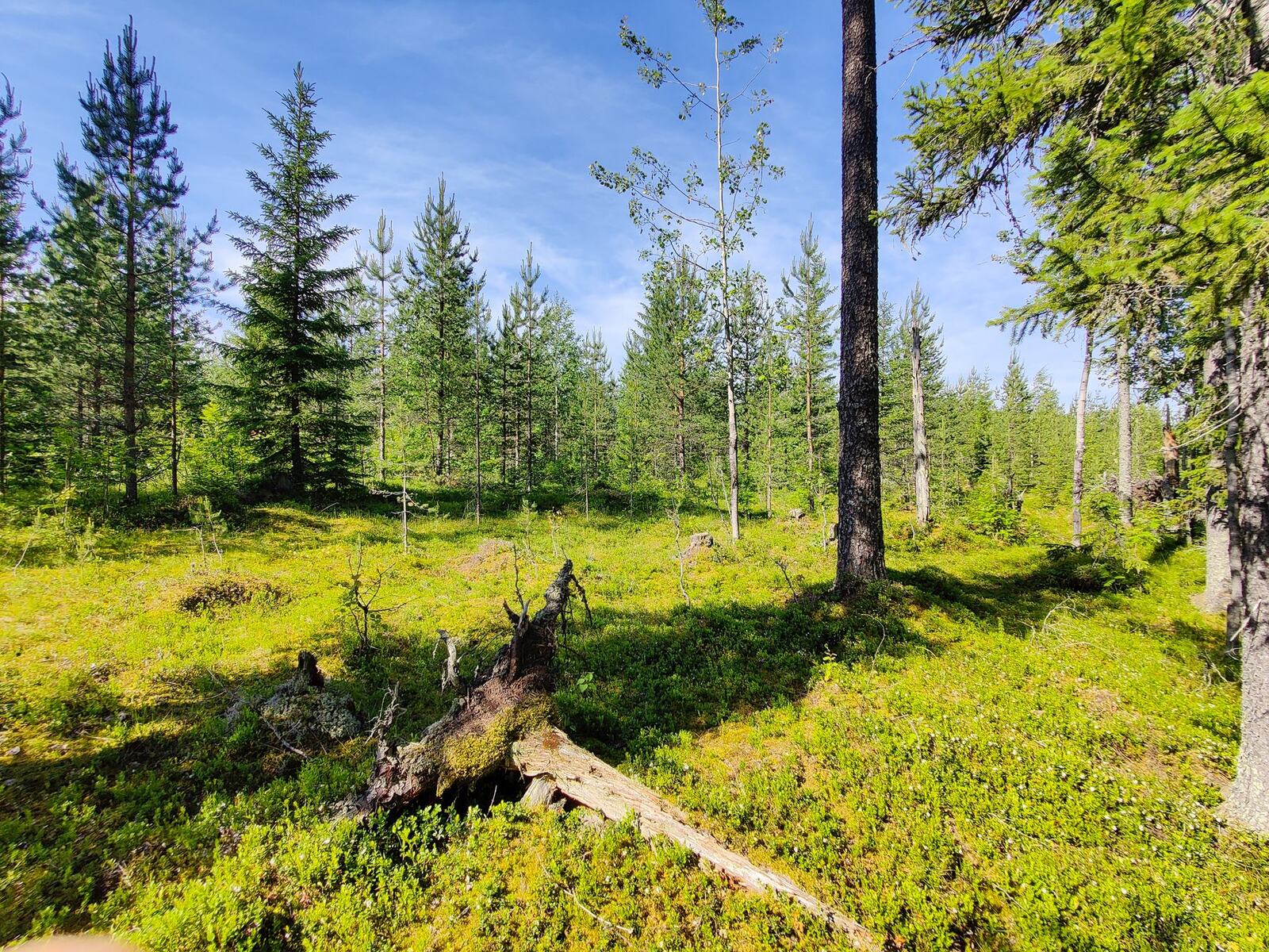 Aurinko paistaa puuttomalle alueelle. Etualalla on kaatunut puu ja taustalla havupuita.