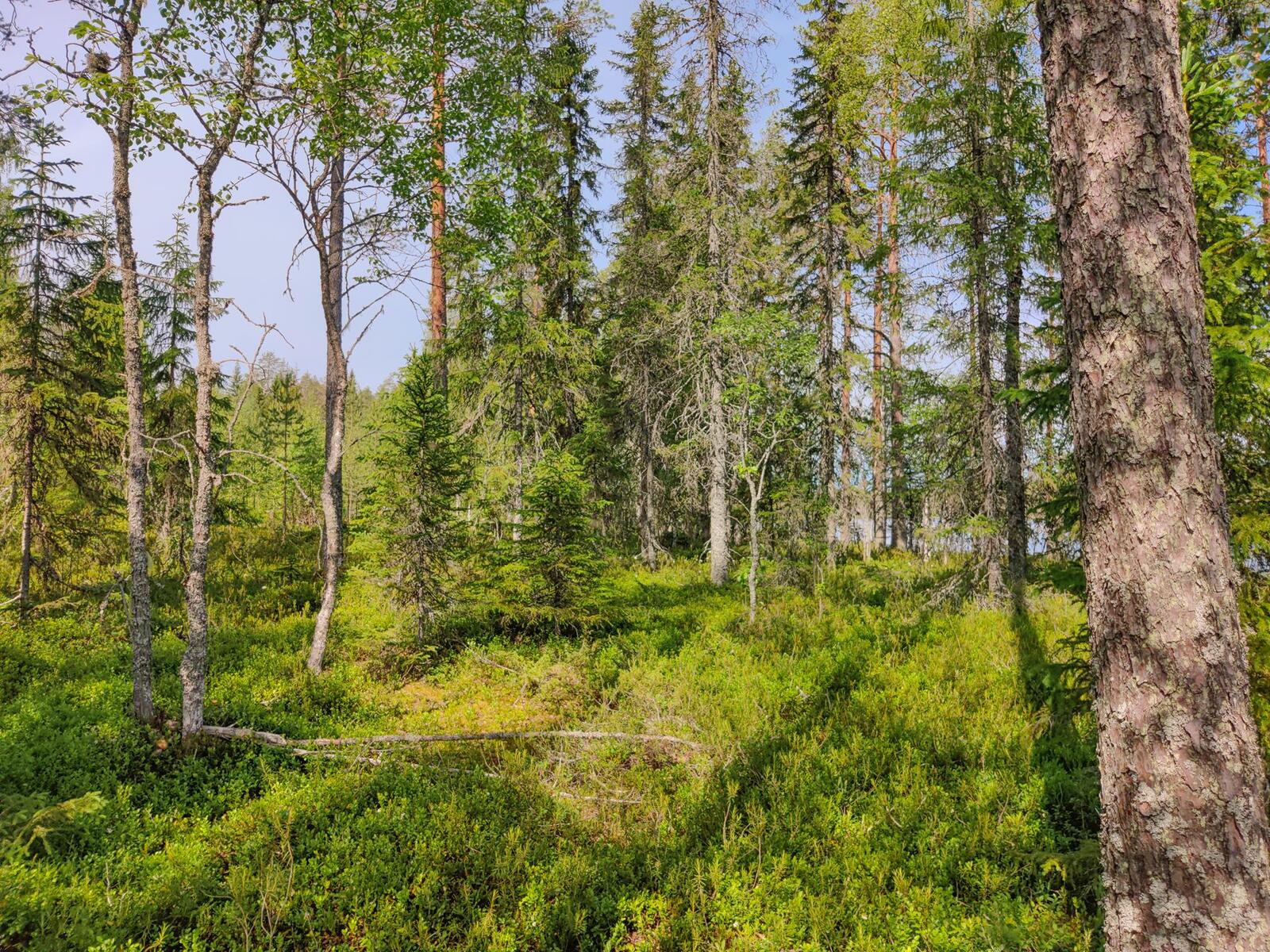 Aurinko paistaa havupuuvaltaiseen metsään. Puiden takana häämöttää järvi.