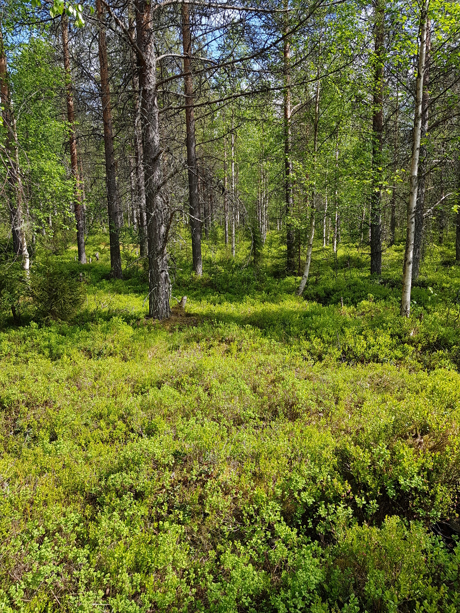 Aurinko paistaa sekametsään, jossa kasvaa koivuja, kuusia ja mäntyjä.