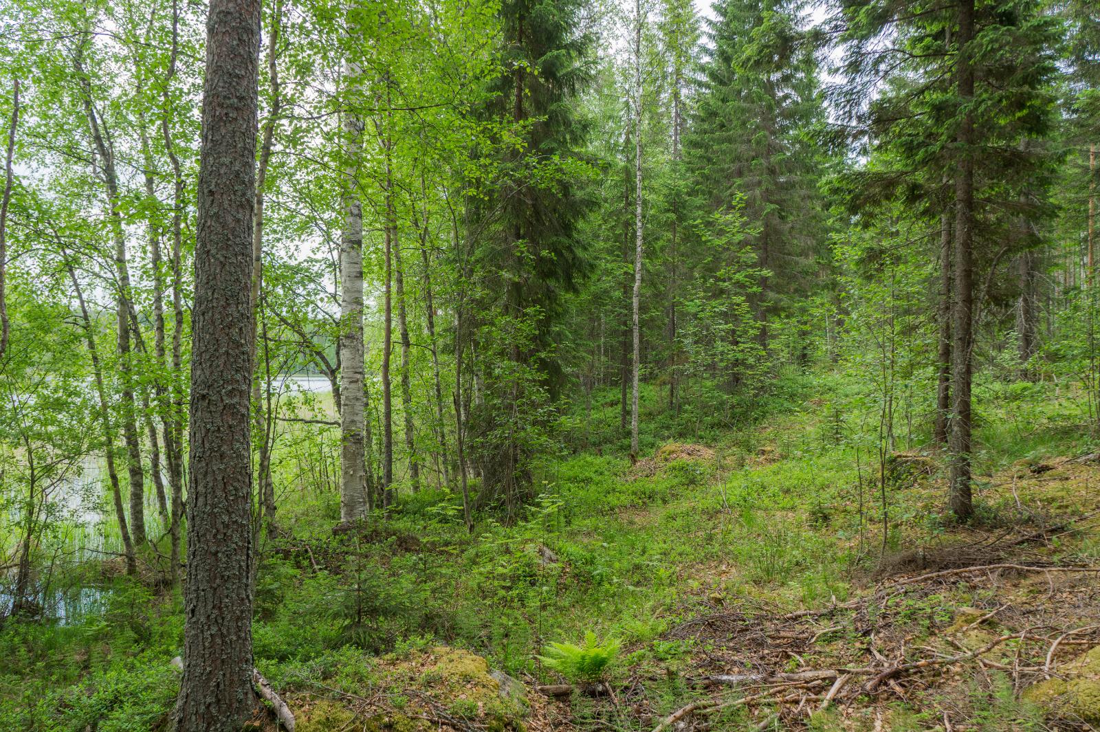 Rannan tuntumassa kasvavan kesäisen sekametsän takana häämöttää järvi.