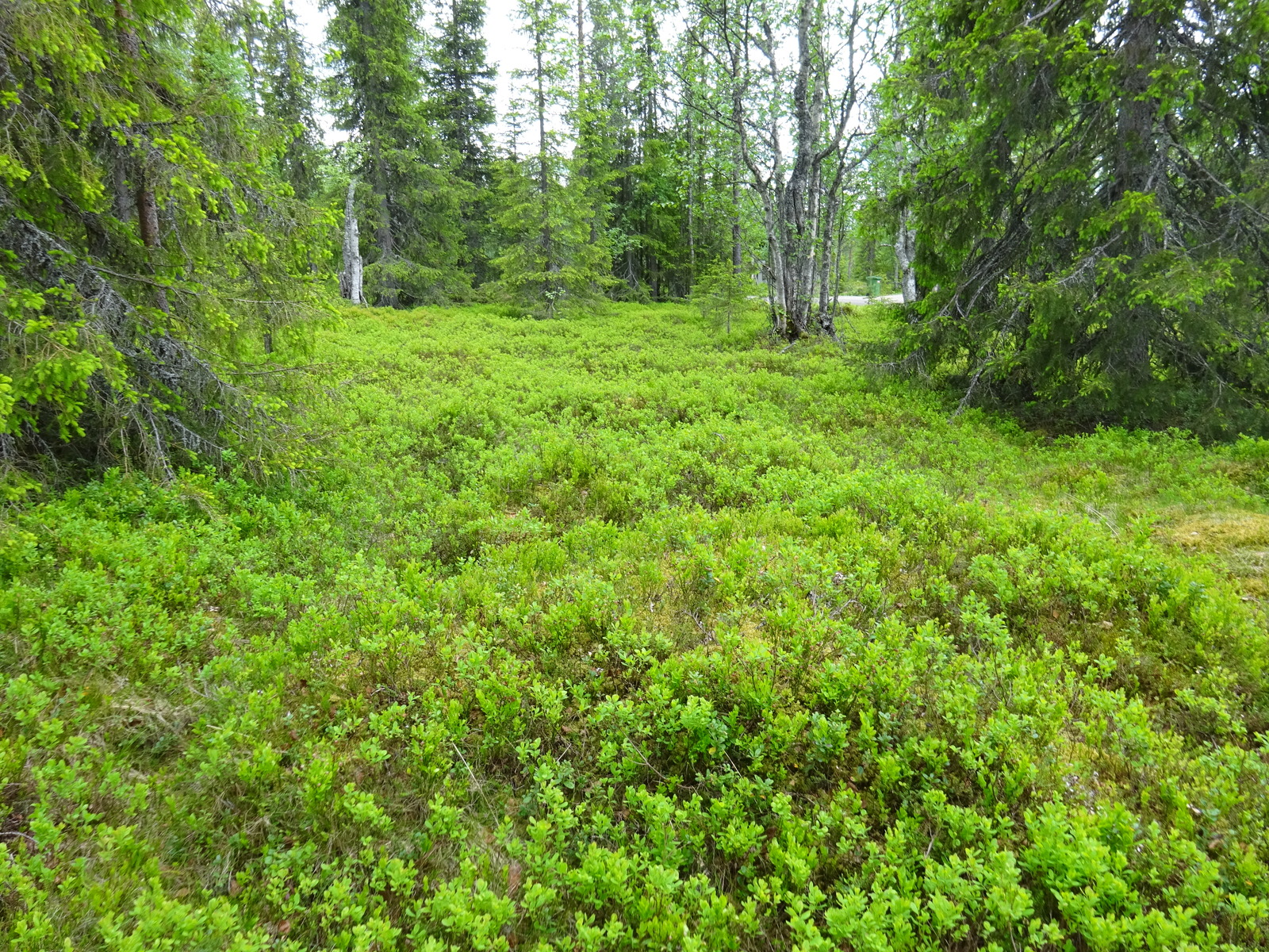 Kesäisen kuusivaltaisen metsän aluskasvillisuutena on runsaasti mustikkaa. Puuton alue etualalla.