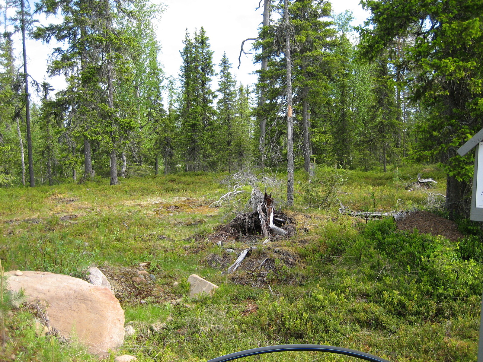 Etualan puuttomalla alueella on kiviä ja kantoja. Taustalla kasvaa kuusivaltainen metsä.